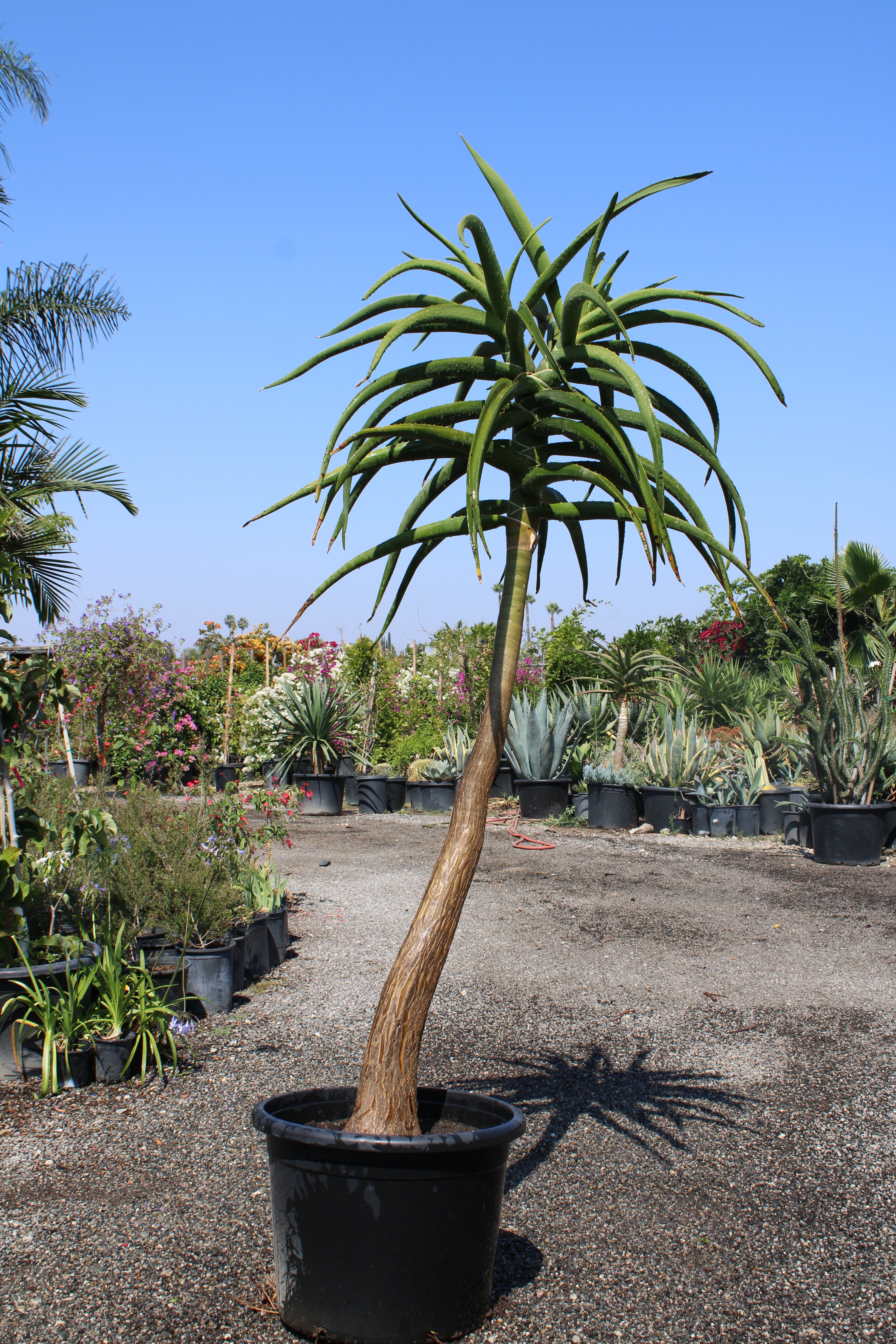 aloe barberae Aloidendron barberae (Tree Aloe)