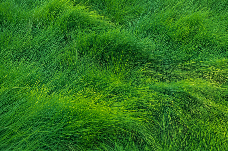 GreenWave