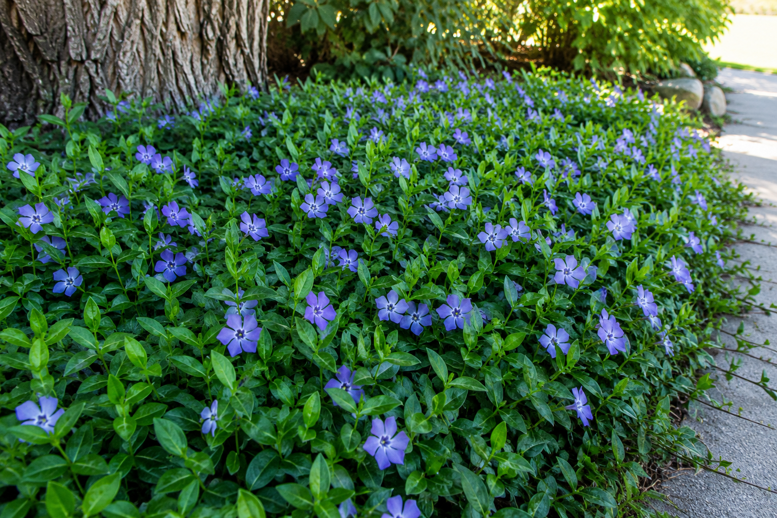 Vinca Minor Ground Cover Flat