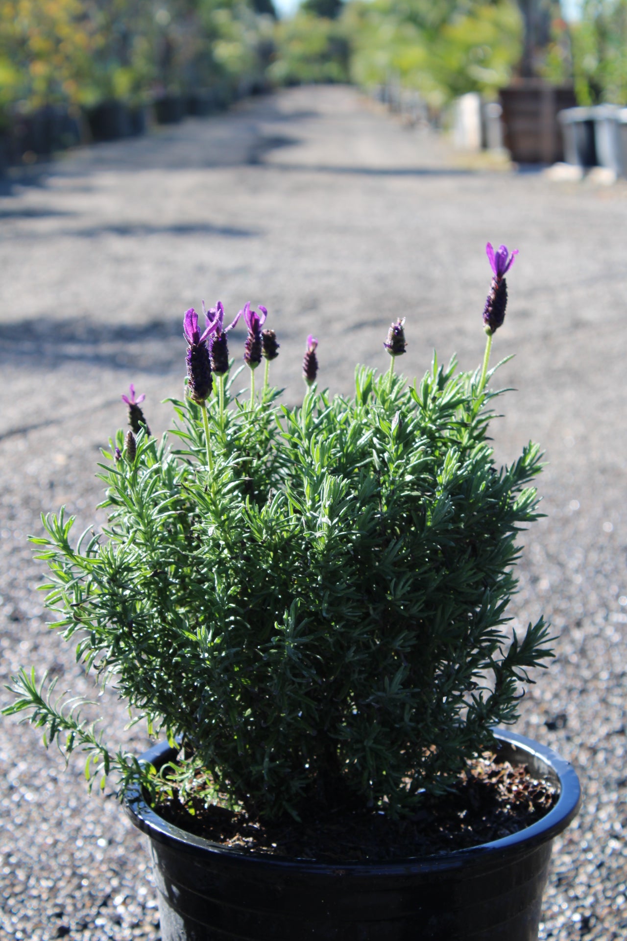 Spanish lavender