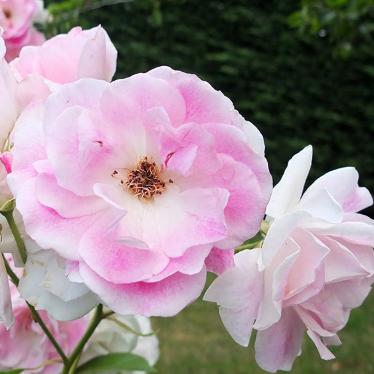 Blushing-Pink Iceberg Rose