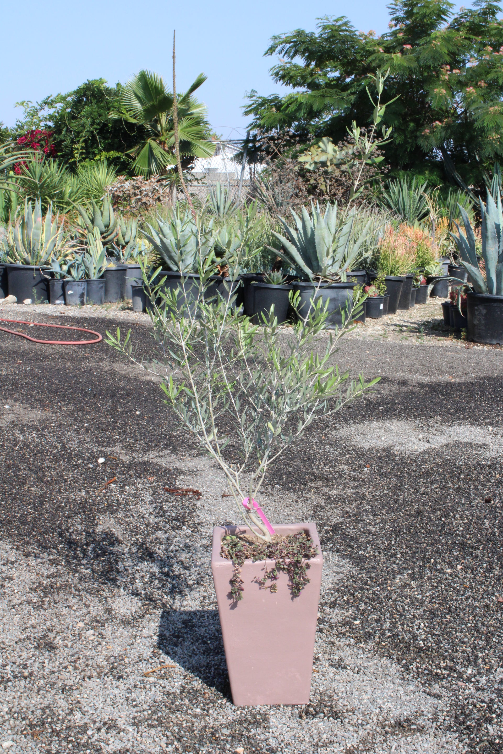Olive tree