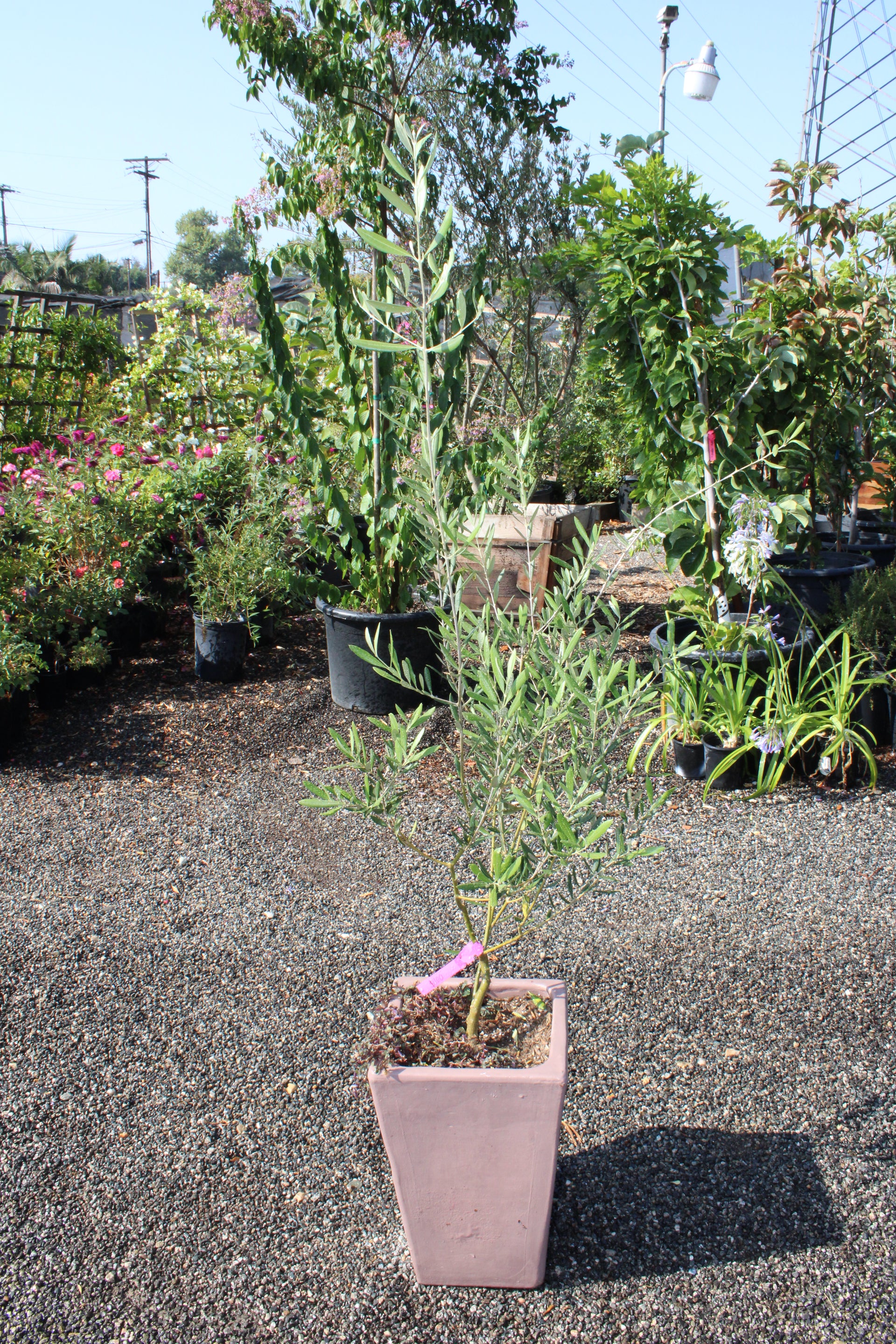 Olive tree