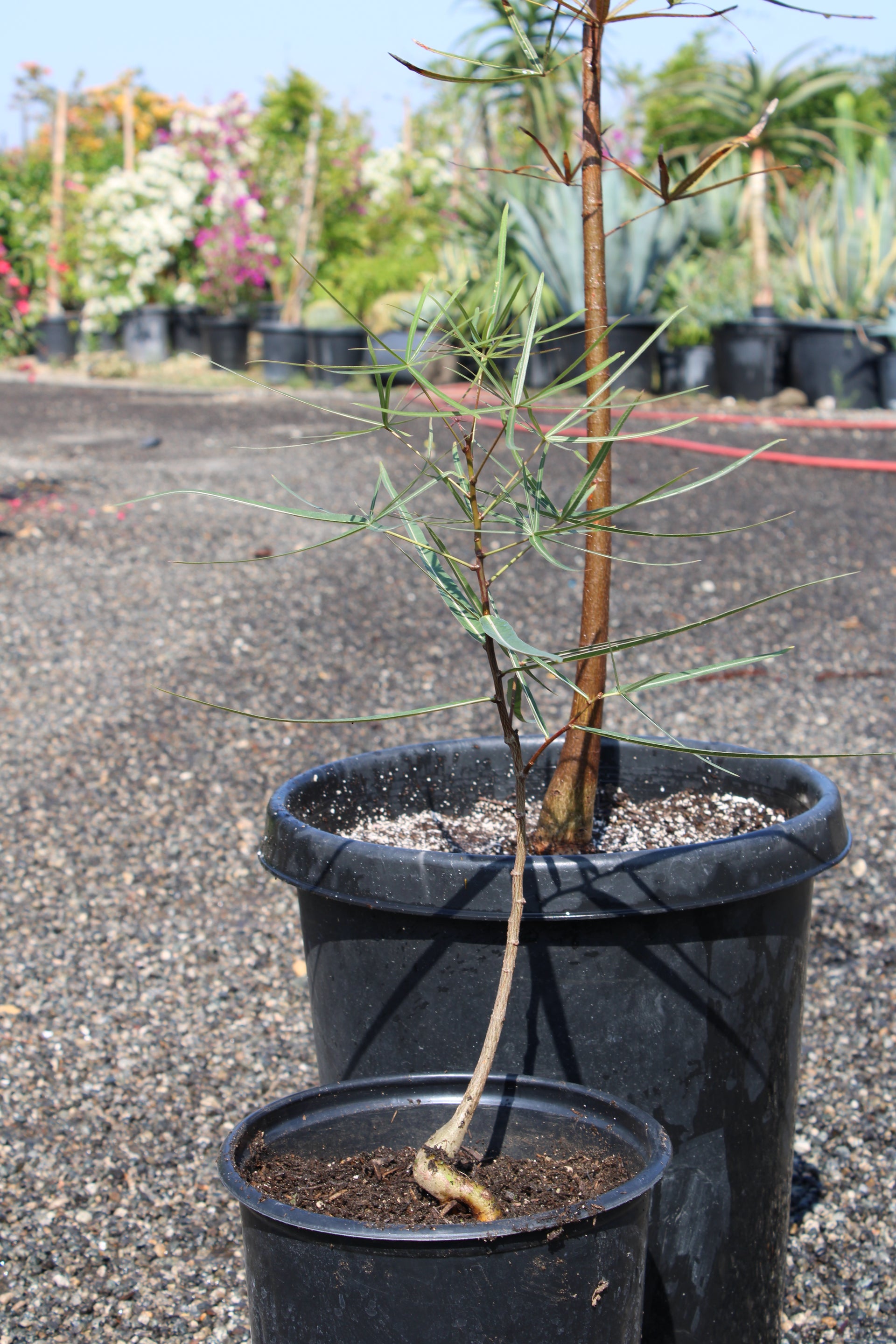 Queensland Bottle Tree