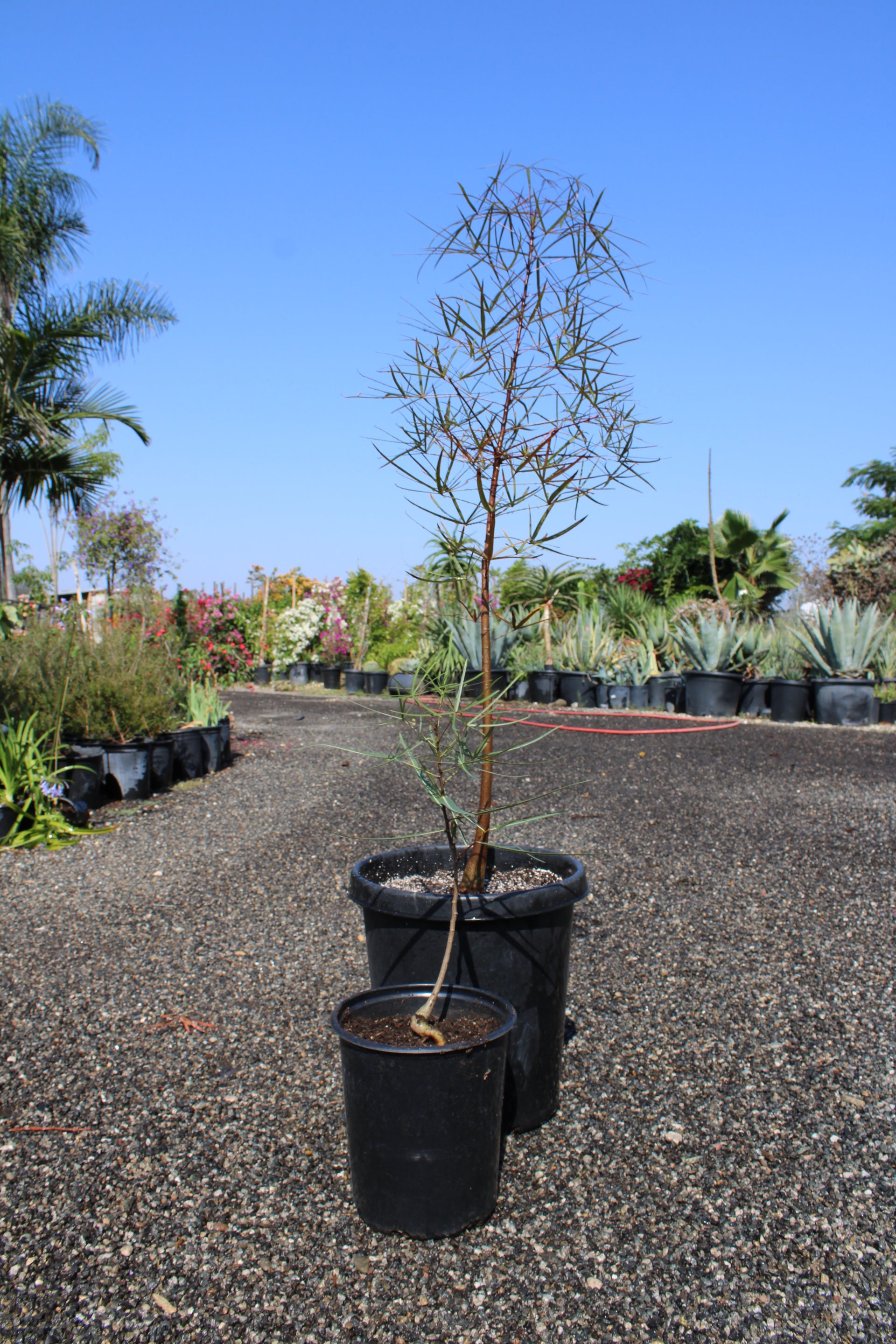 Queensland Bottle Tree
