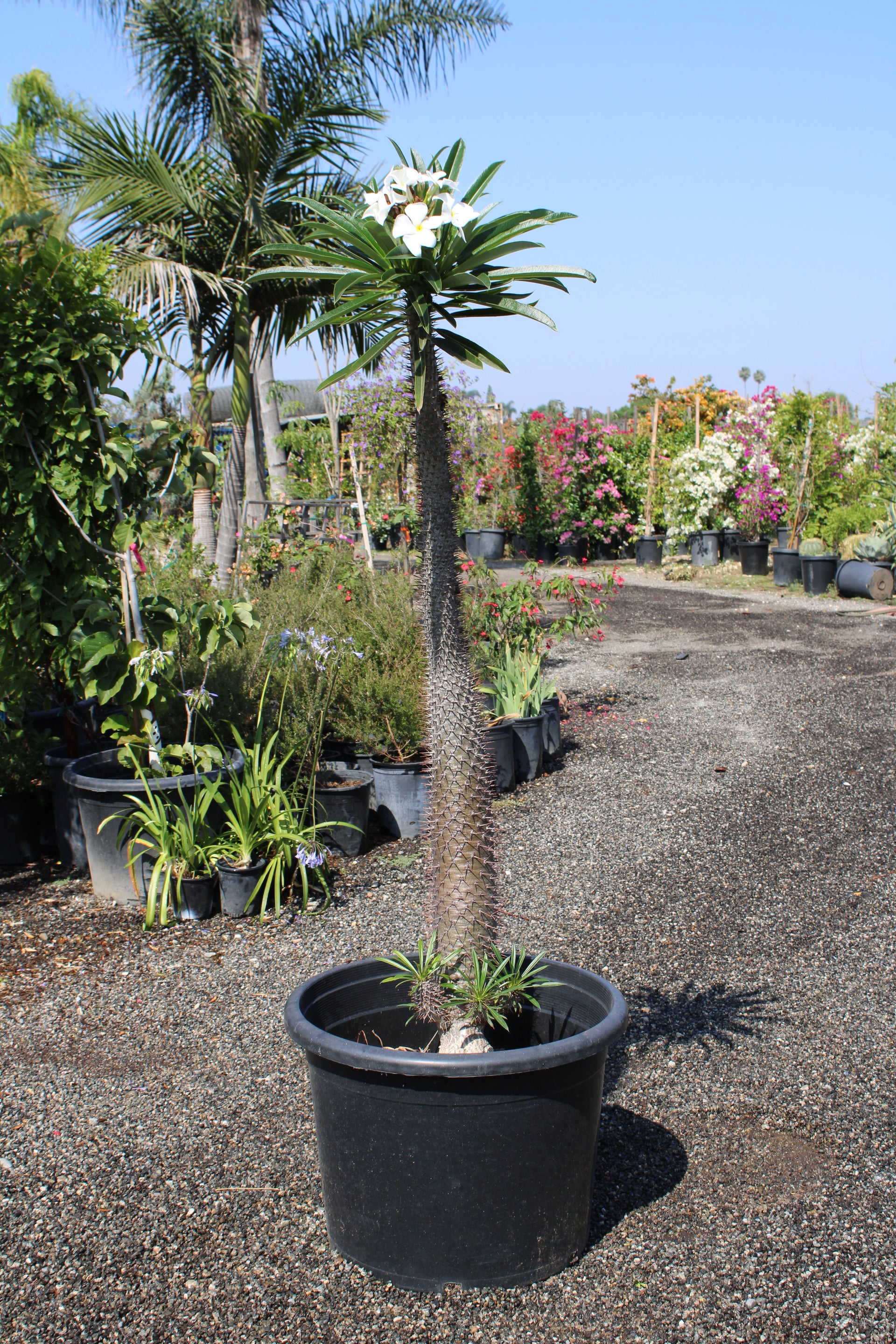Pachypodium lamerei (Madagascar Palm)