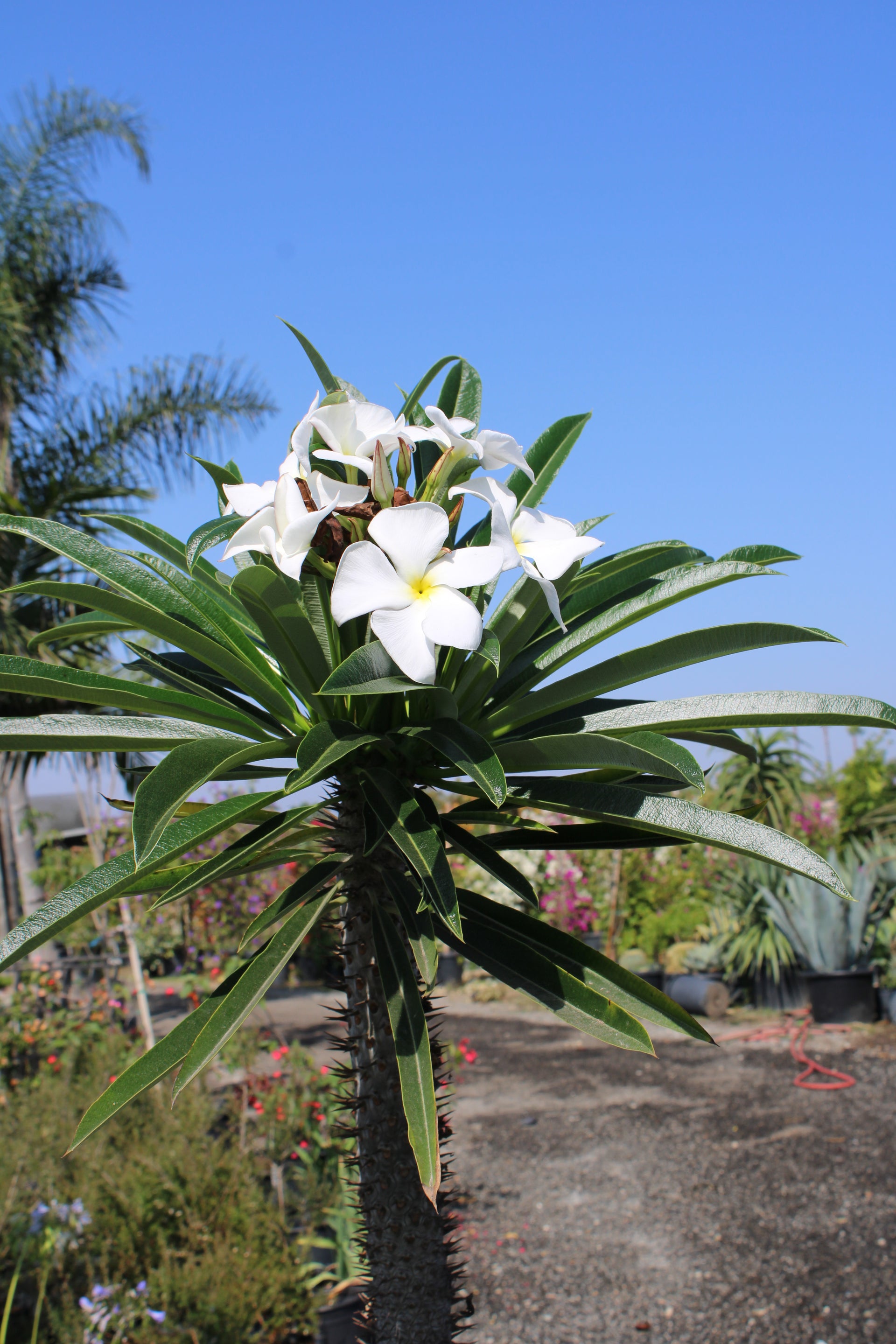 Pachypodium lamerei (Madagascar Palm)
