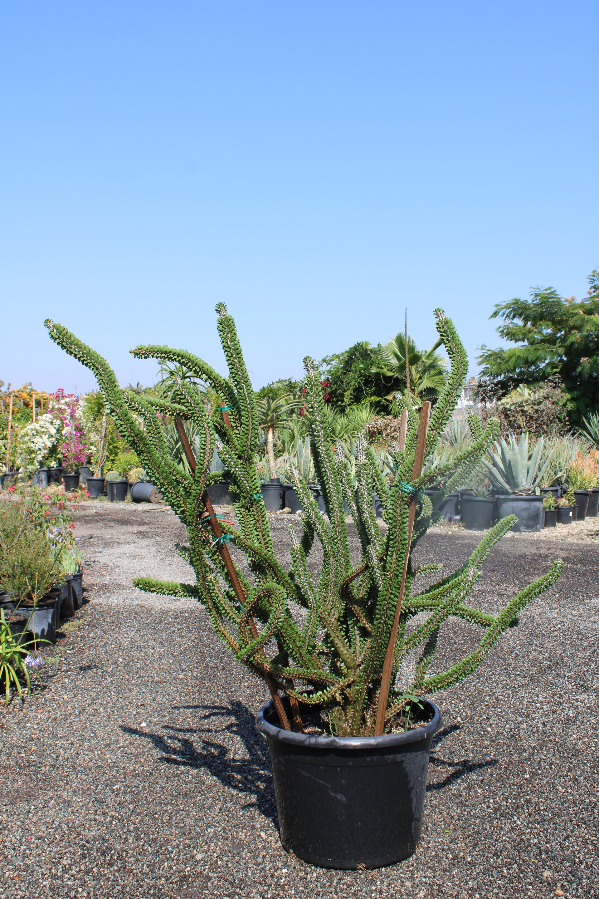 Alluaudia procera (Madagascar Ocotillo)