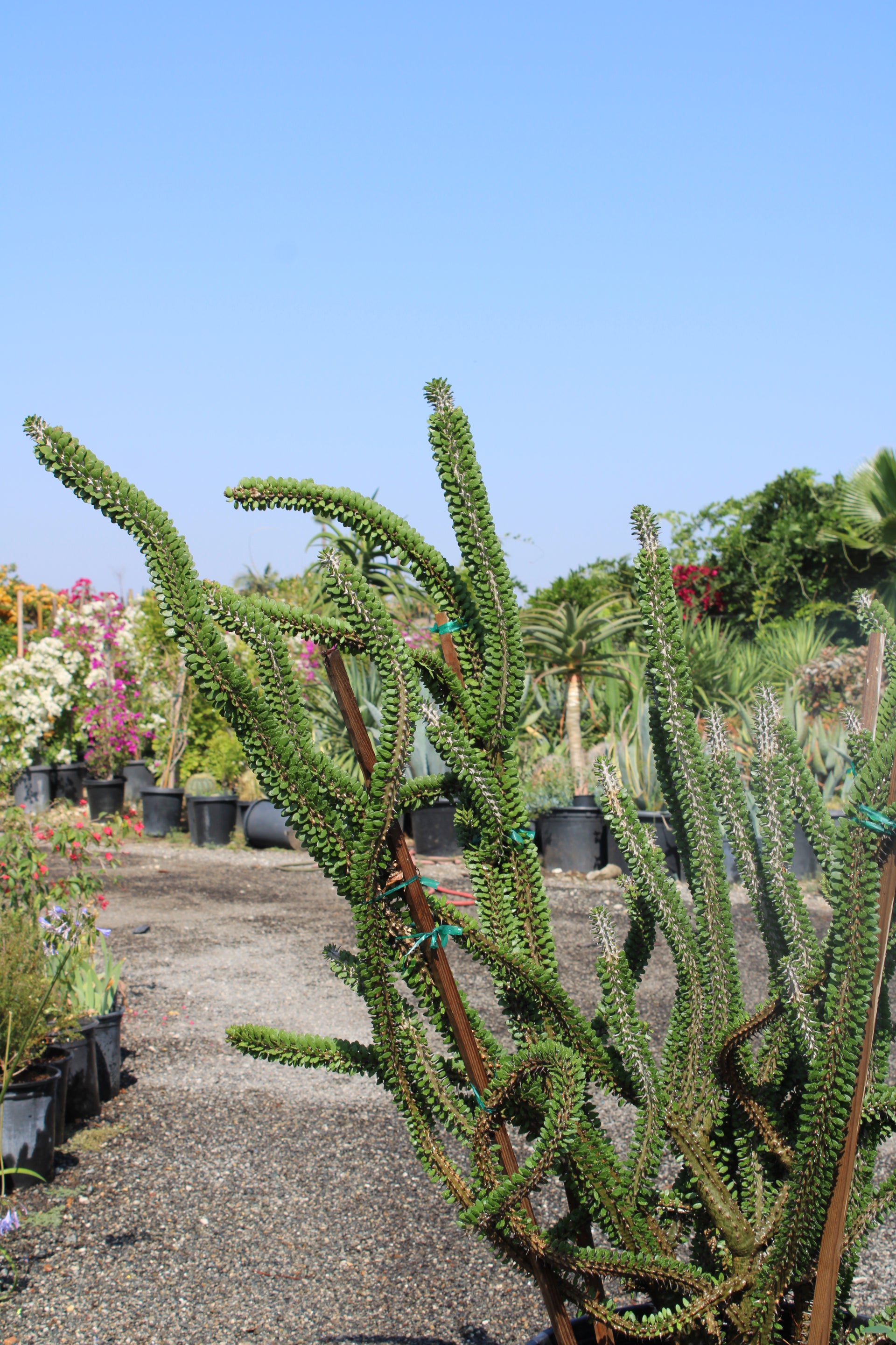 Alluaudia procera (Madagascar Ocotillo)