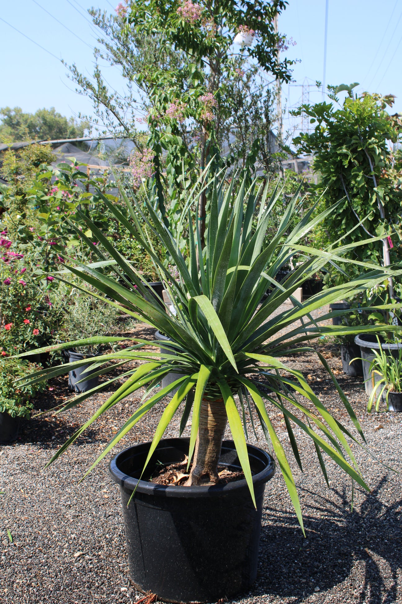 Cordyline australis (Cabbage Tree / Dracaena Palm)