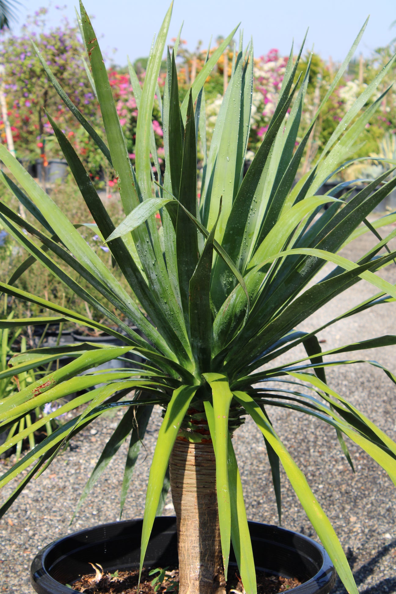 Cordyline australis (Cabbage Tree / Dracaena Palm)