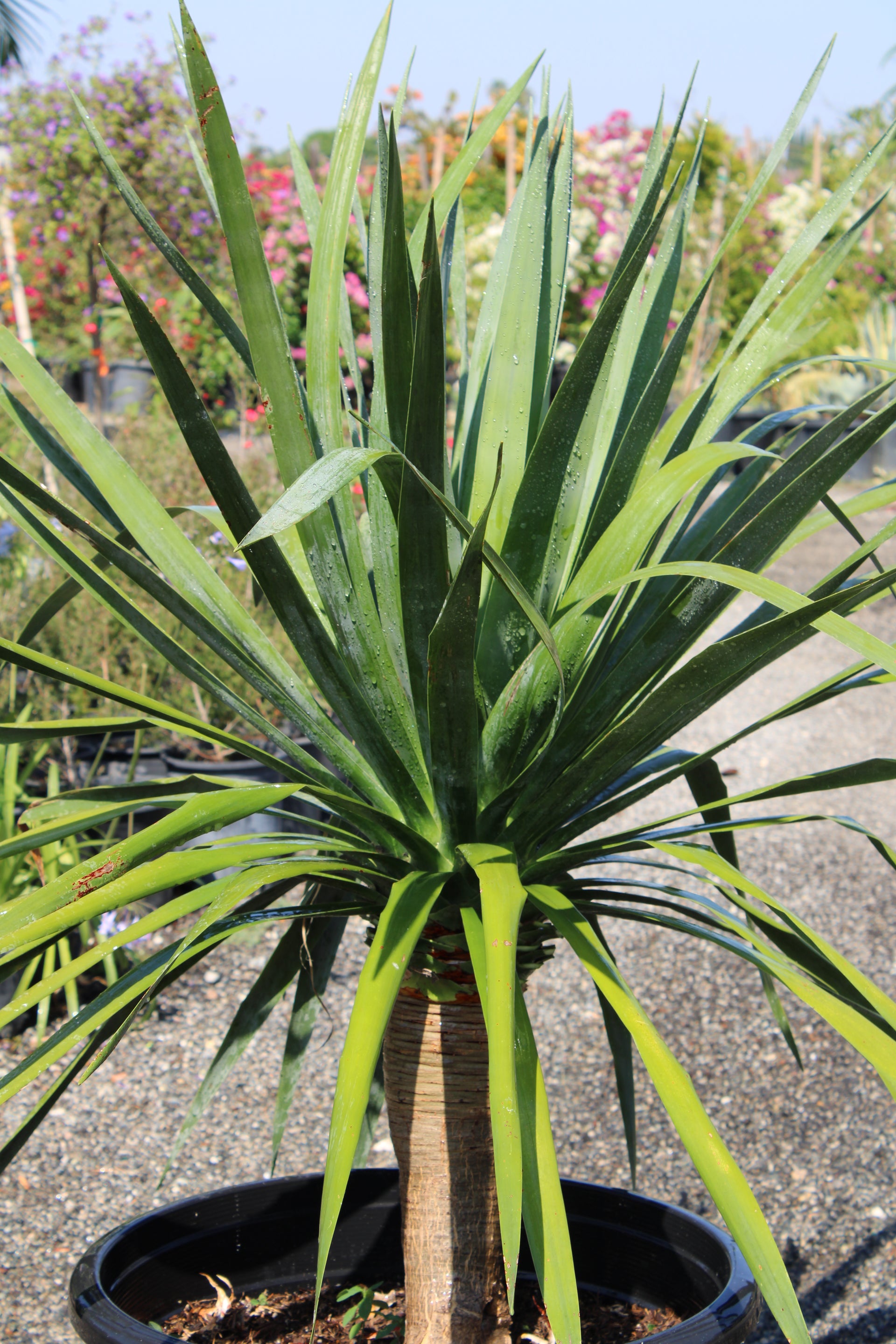 Cordyline australis (Cabbage Tree / Dracaena Palm)