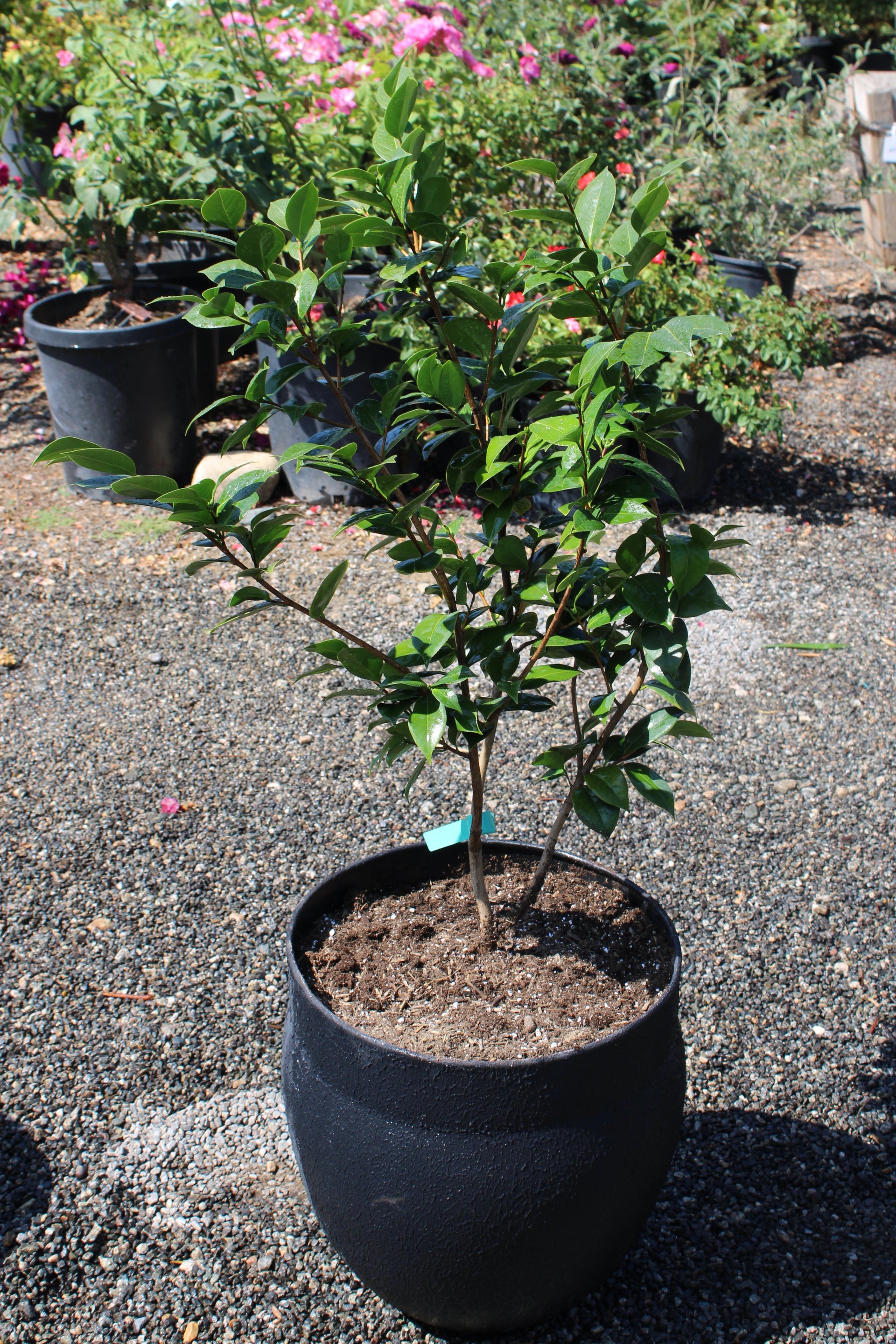 Pink Camellia Tree in Black Textured Pot
