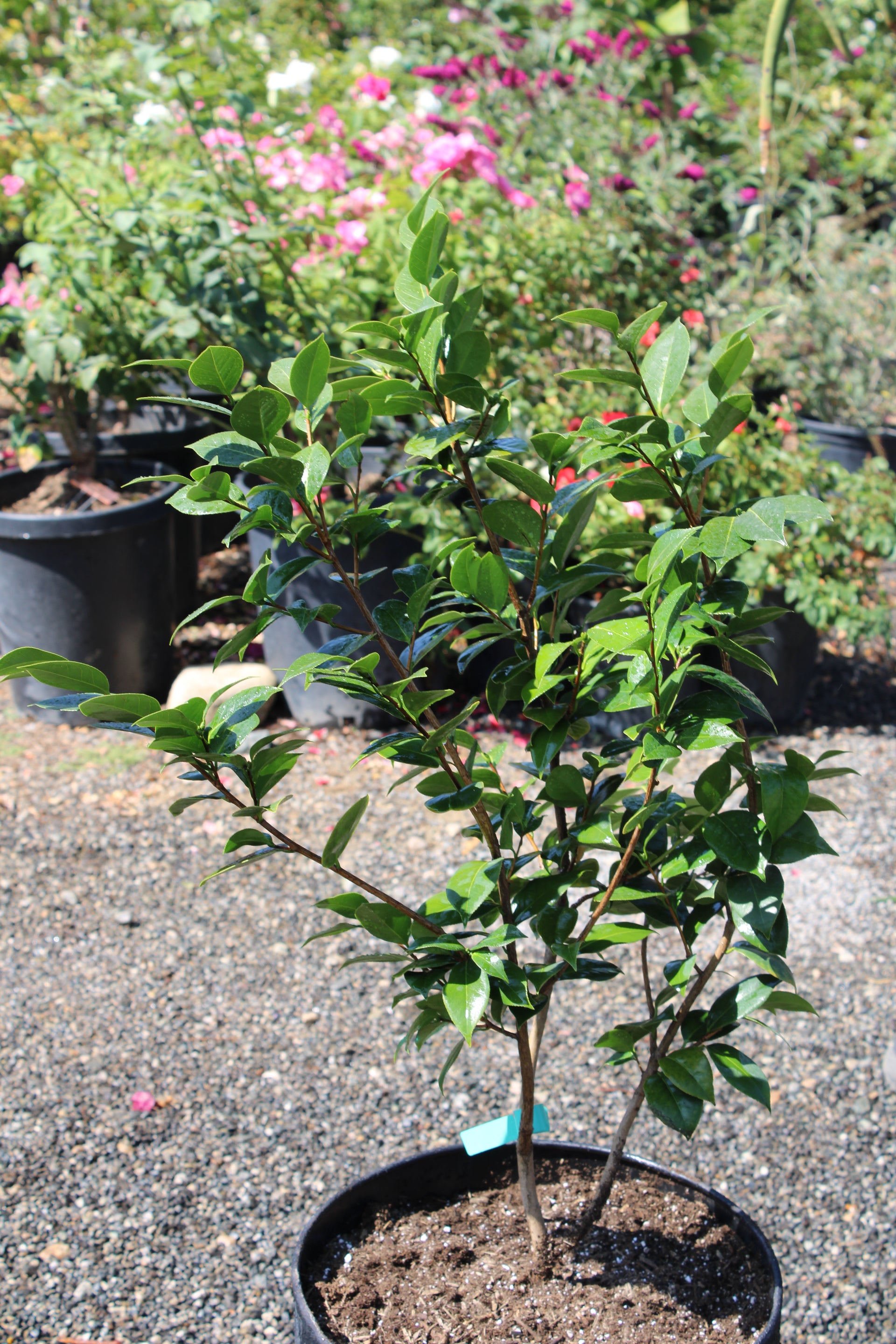 Pink Camellia Tree in Black Textured Pot