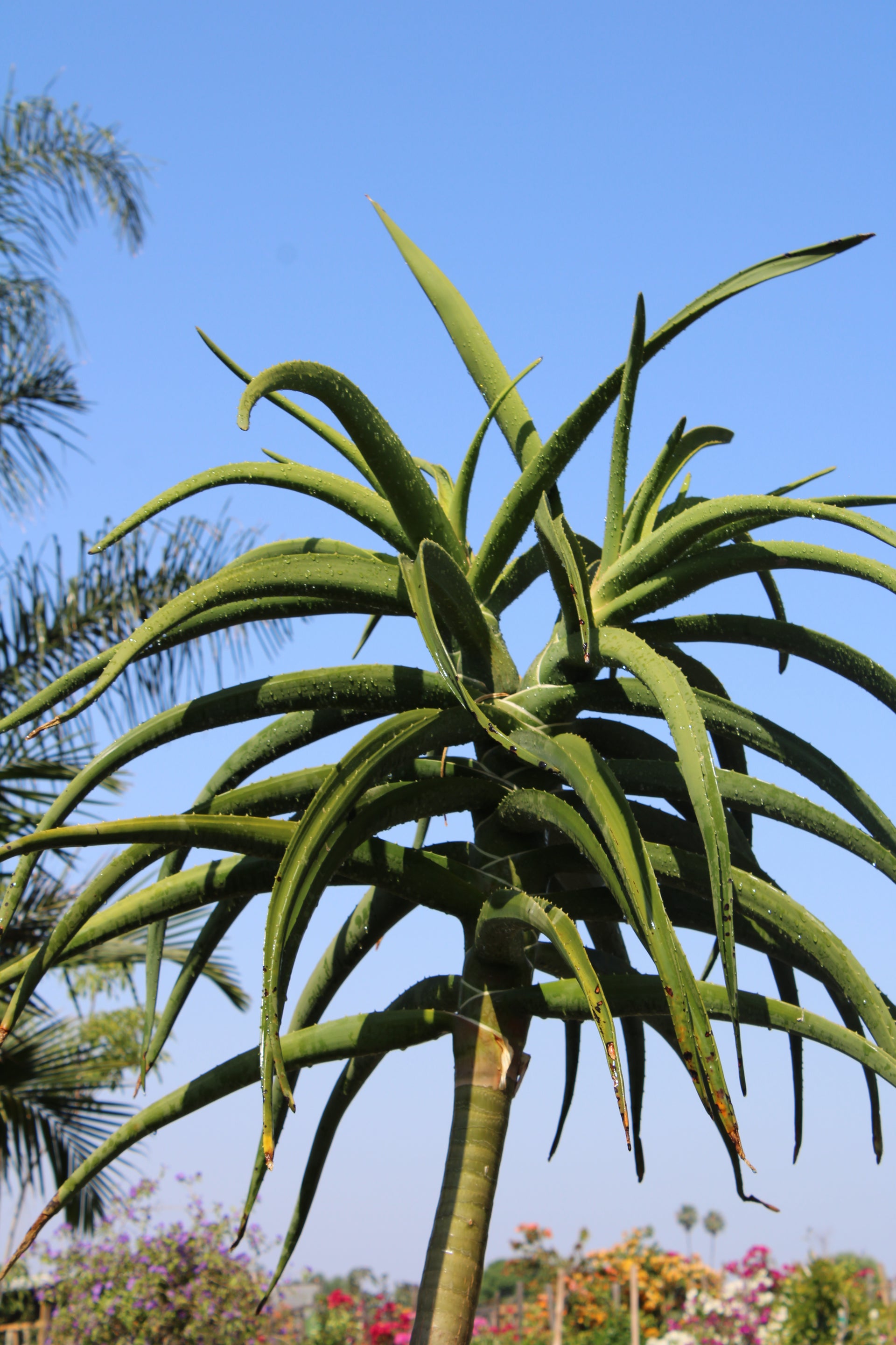 Aloidendron barberae (Tree Aloe)