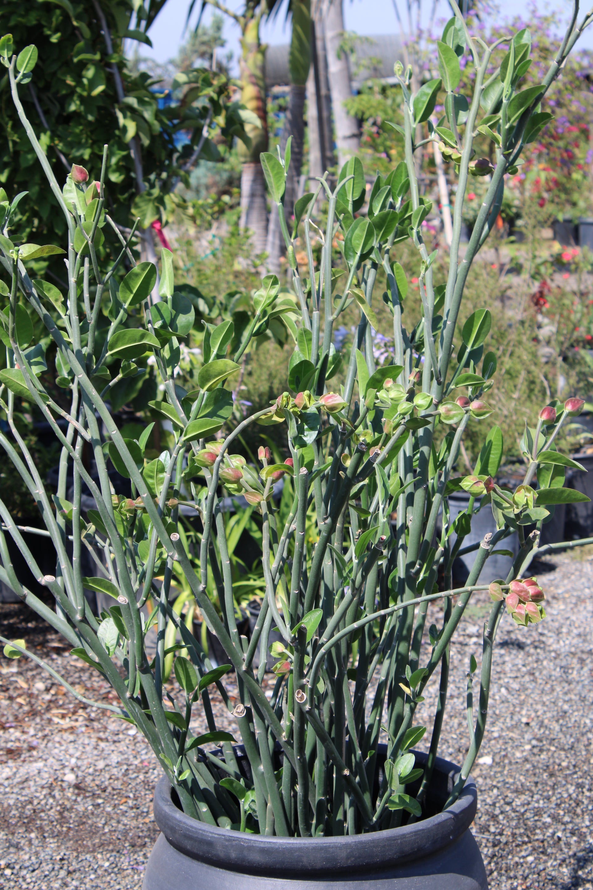 Pedilanthus bracteatus (Tall Slipper Plant)