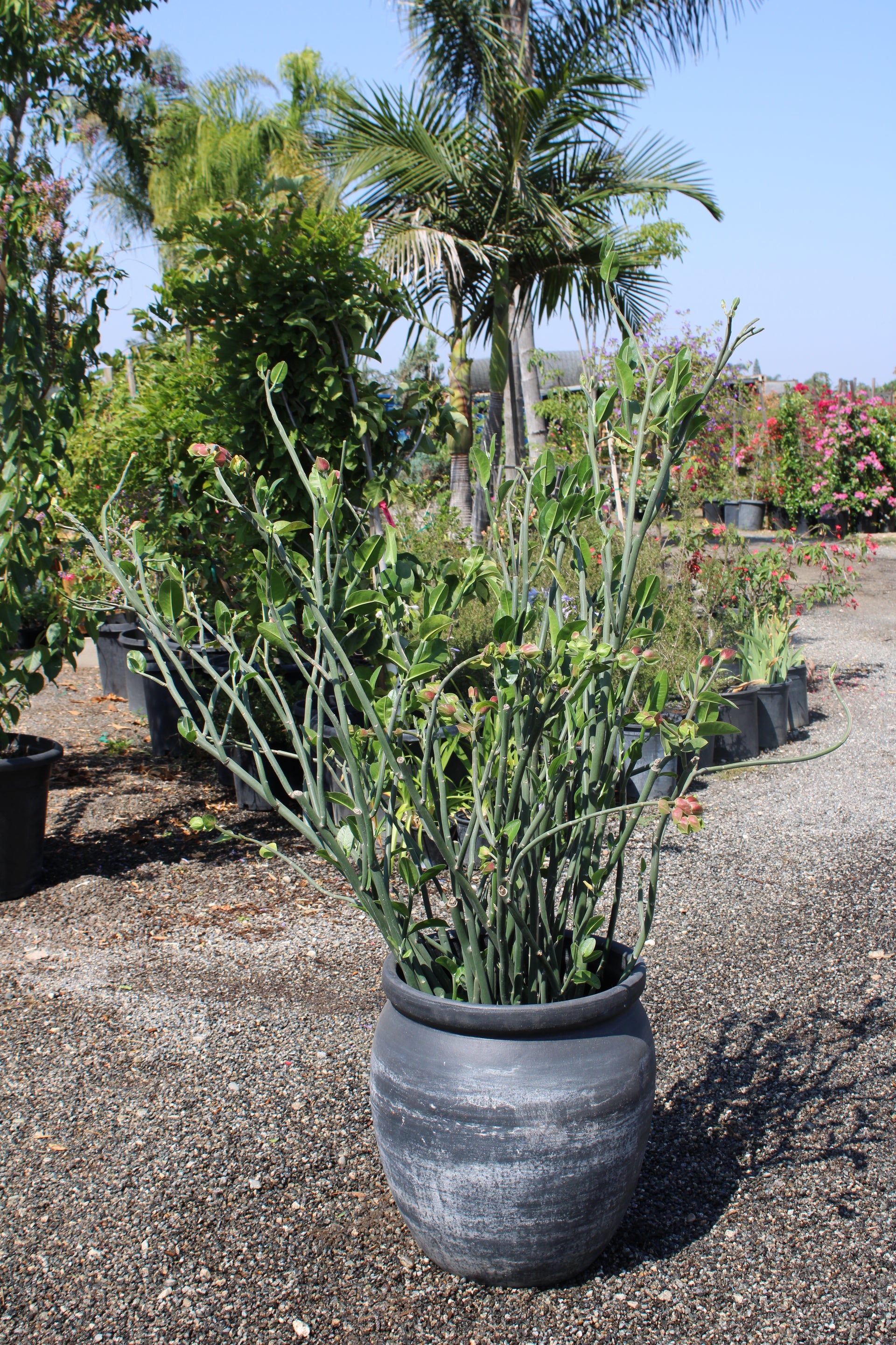 Pedilanthus bracteatus (Tall Slipper Plant)