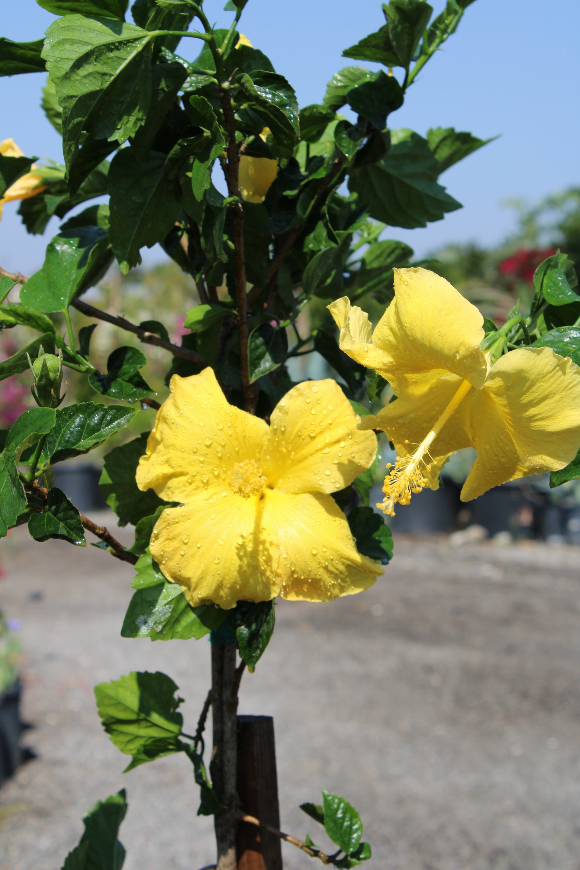 Hibiscus Patio Tree