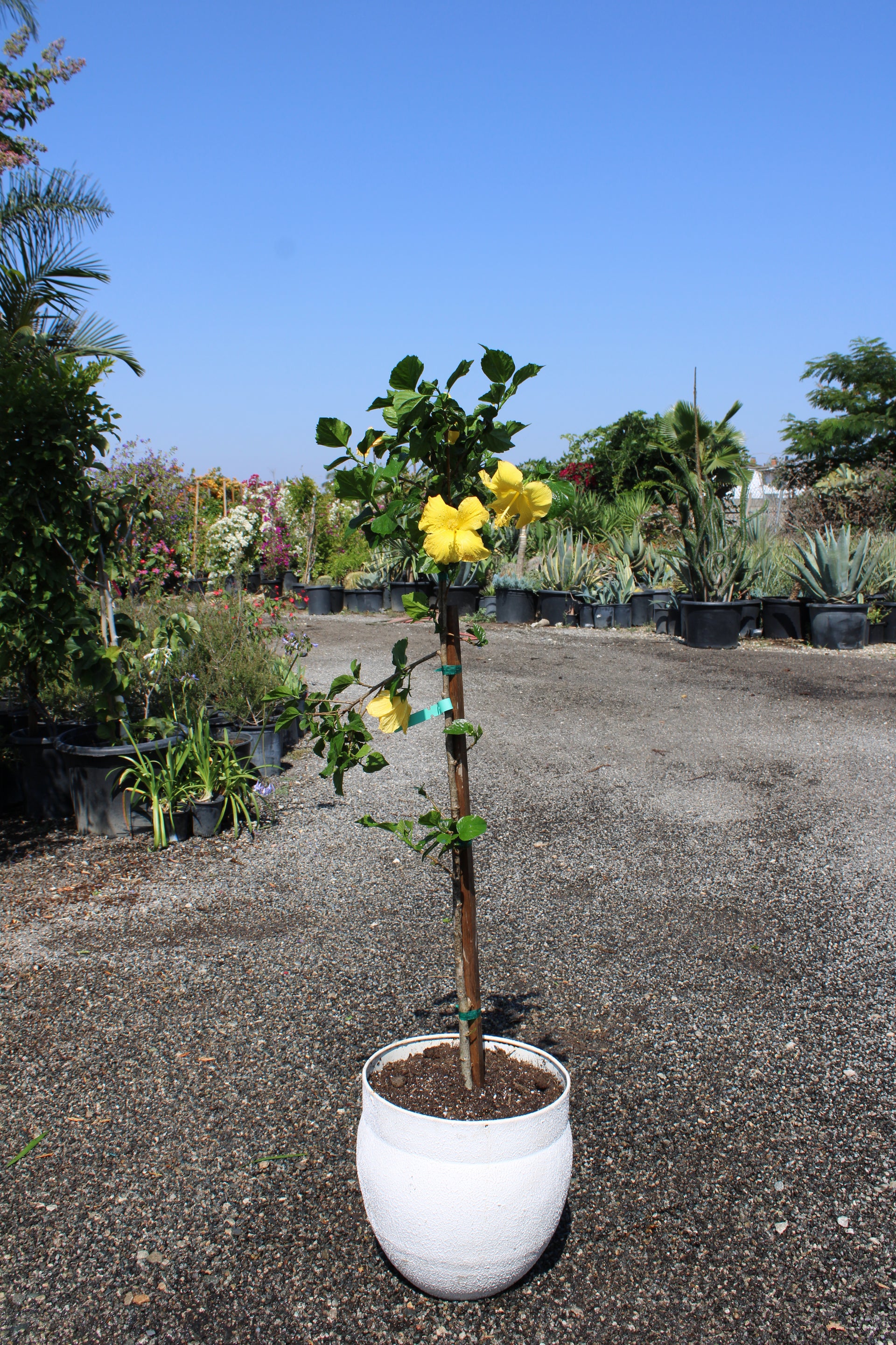 Hibiscus Patio Tree