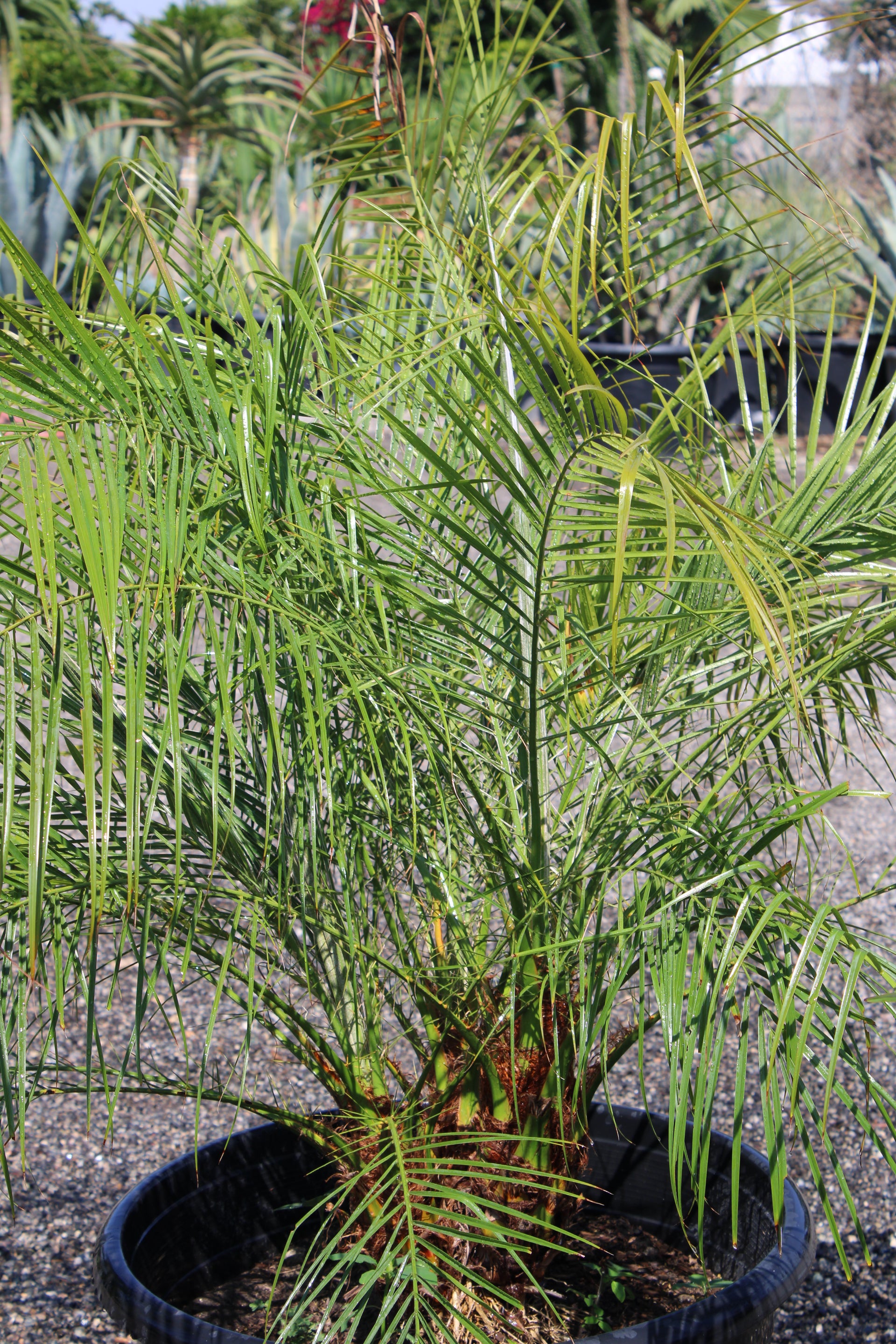 Pygmy Date Palm