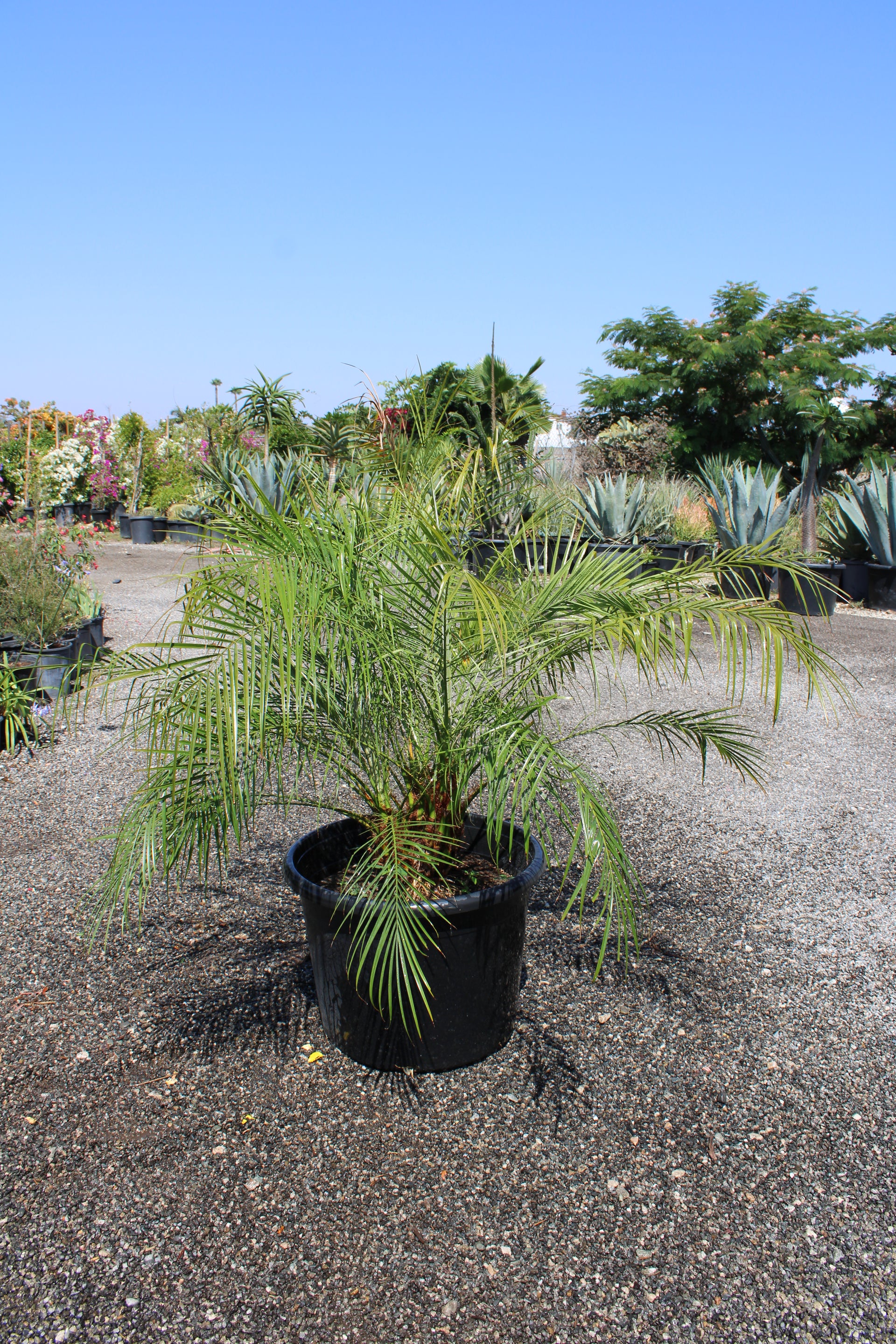 Pygmy Date Palm