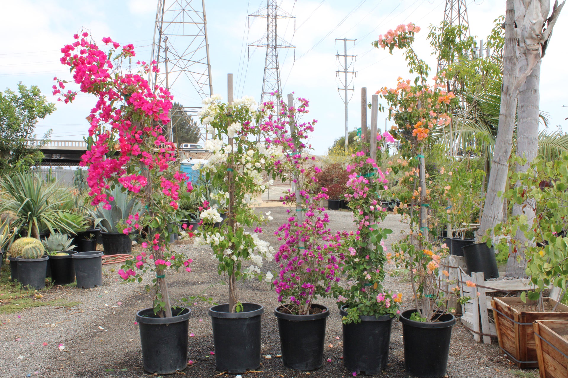 Bougainvillea – Multiple Colors Available