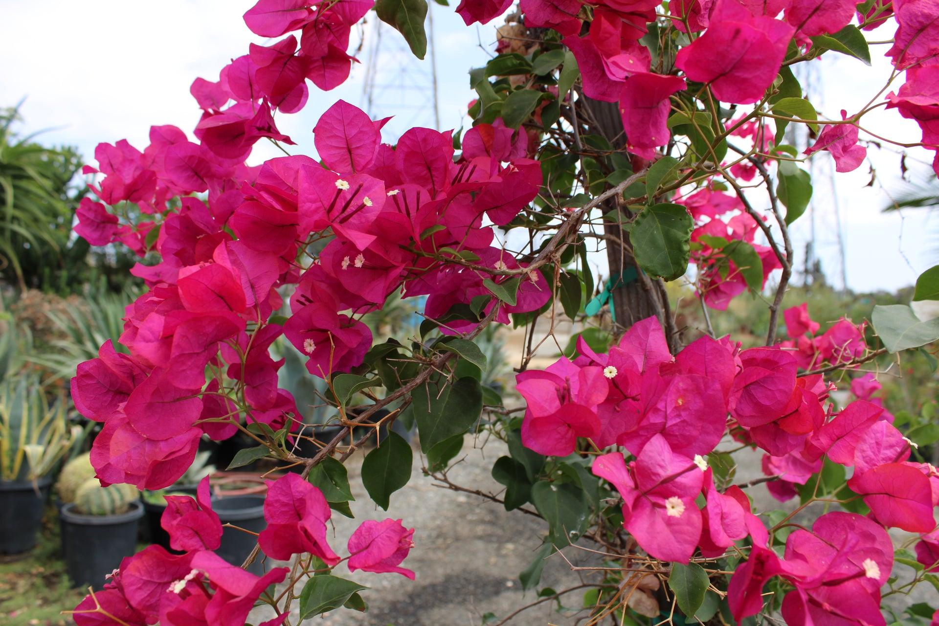 Bougainvillea – Multiple Colors Available