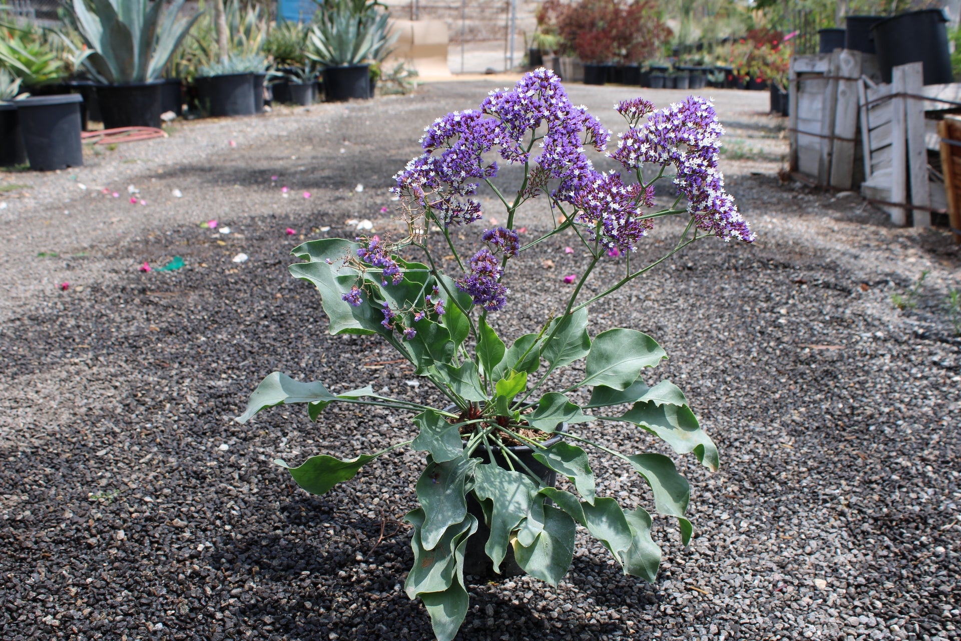Limonium perezii (Sea Lavender)