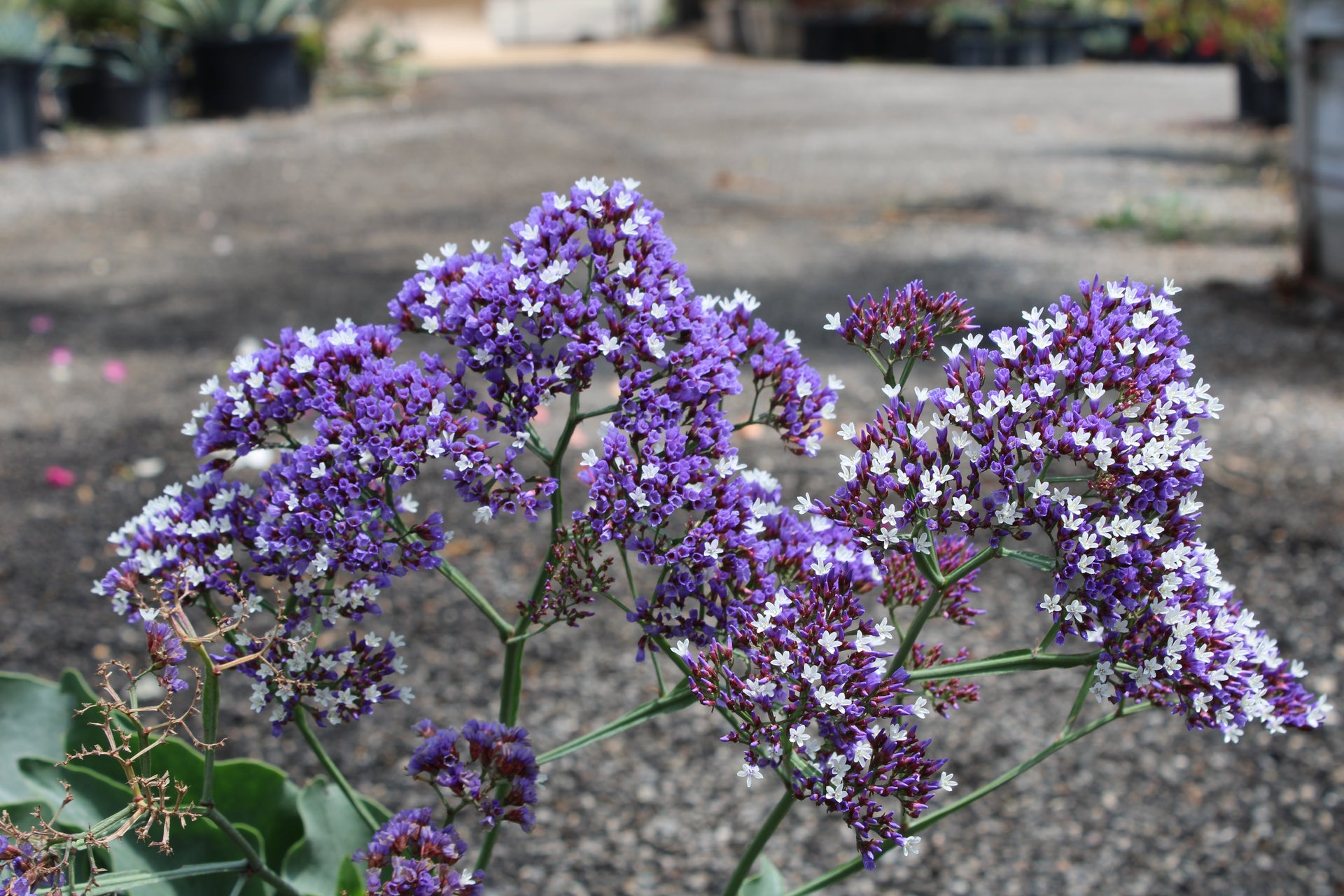 Limonium perezii (Sea Lavender)