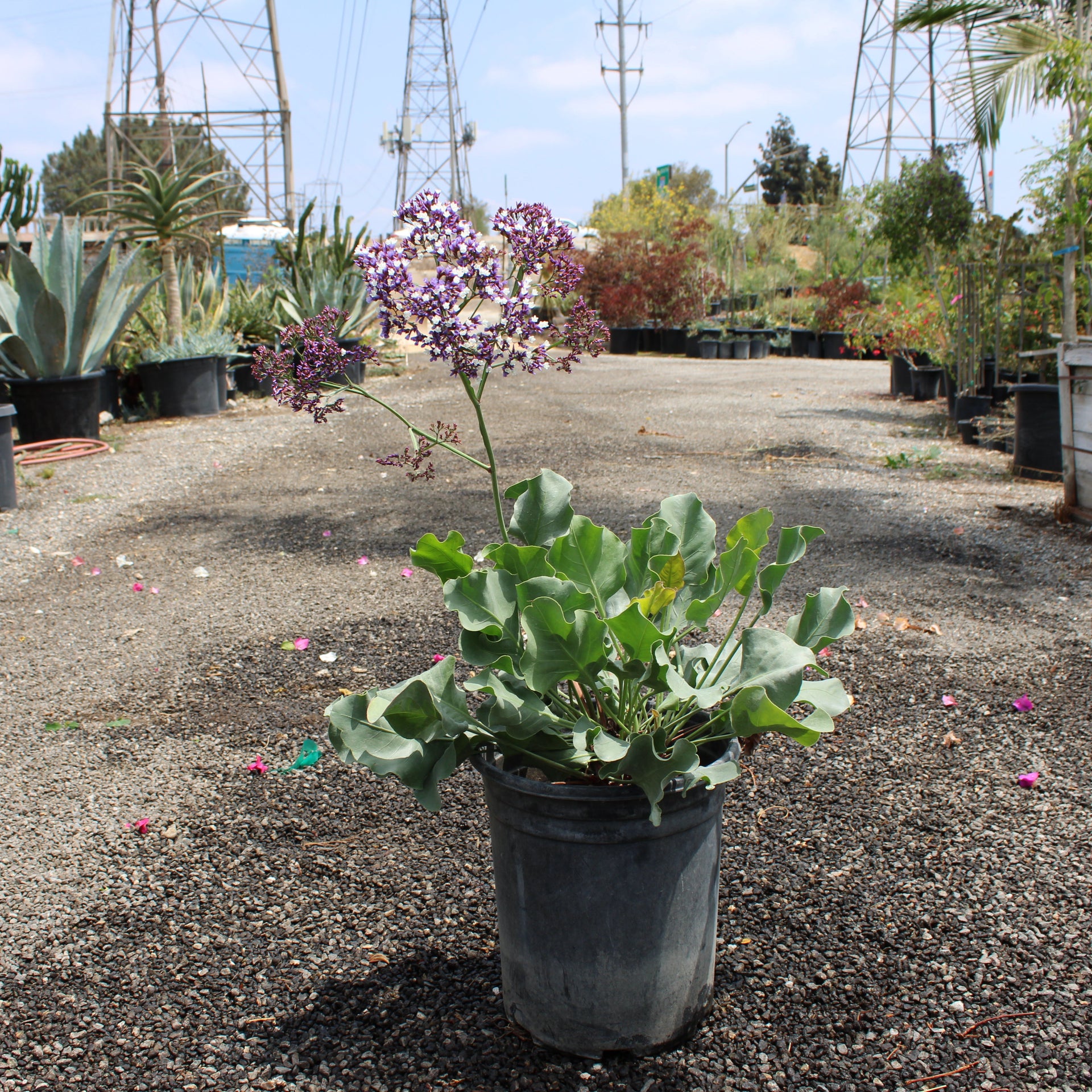 Limonium perezii (Sea Lavender)