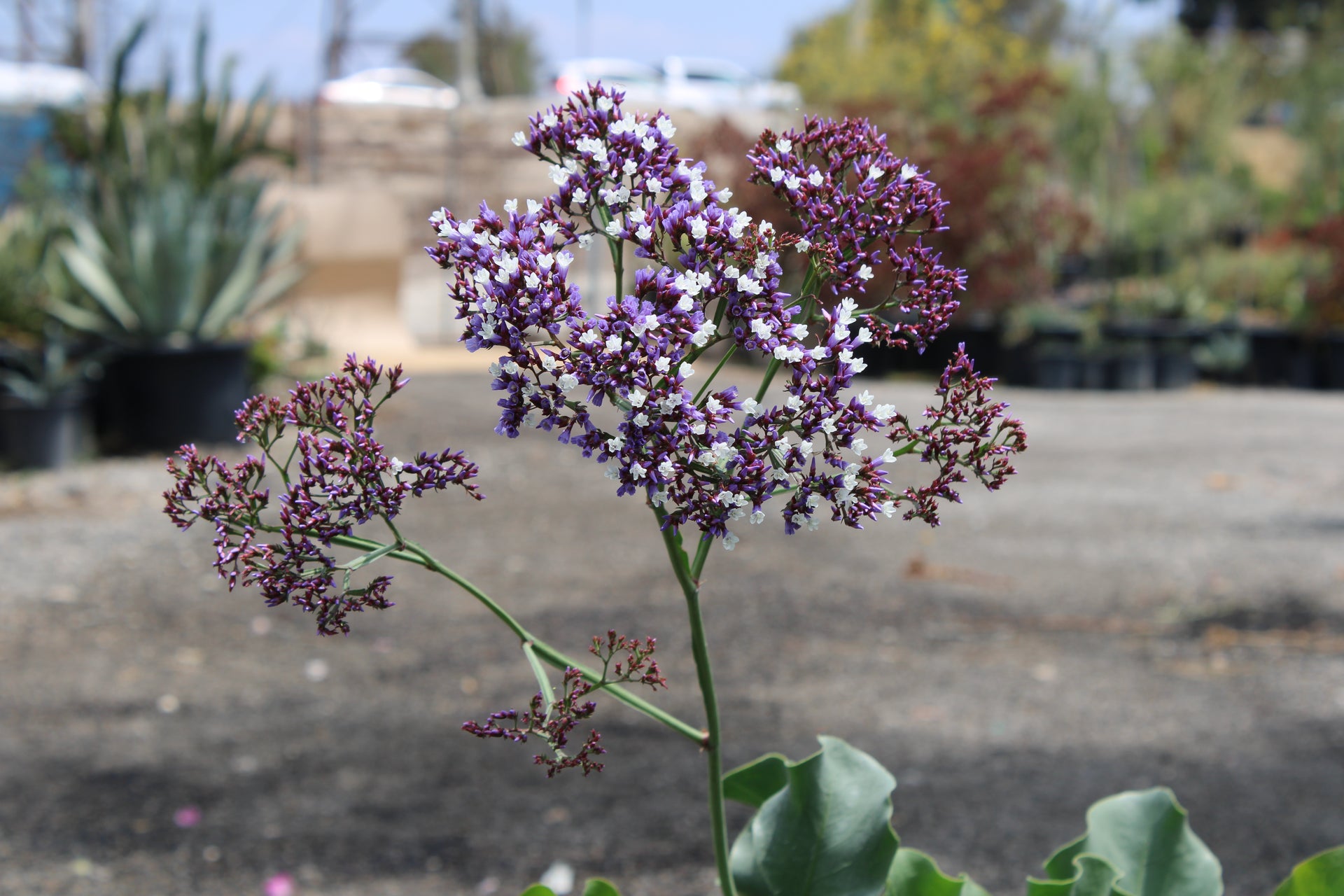 Limonium perezii (Sea Lavender)