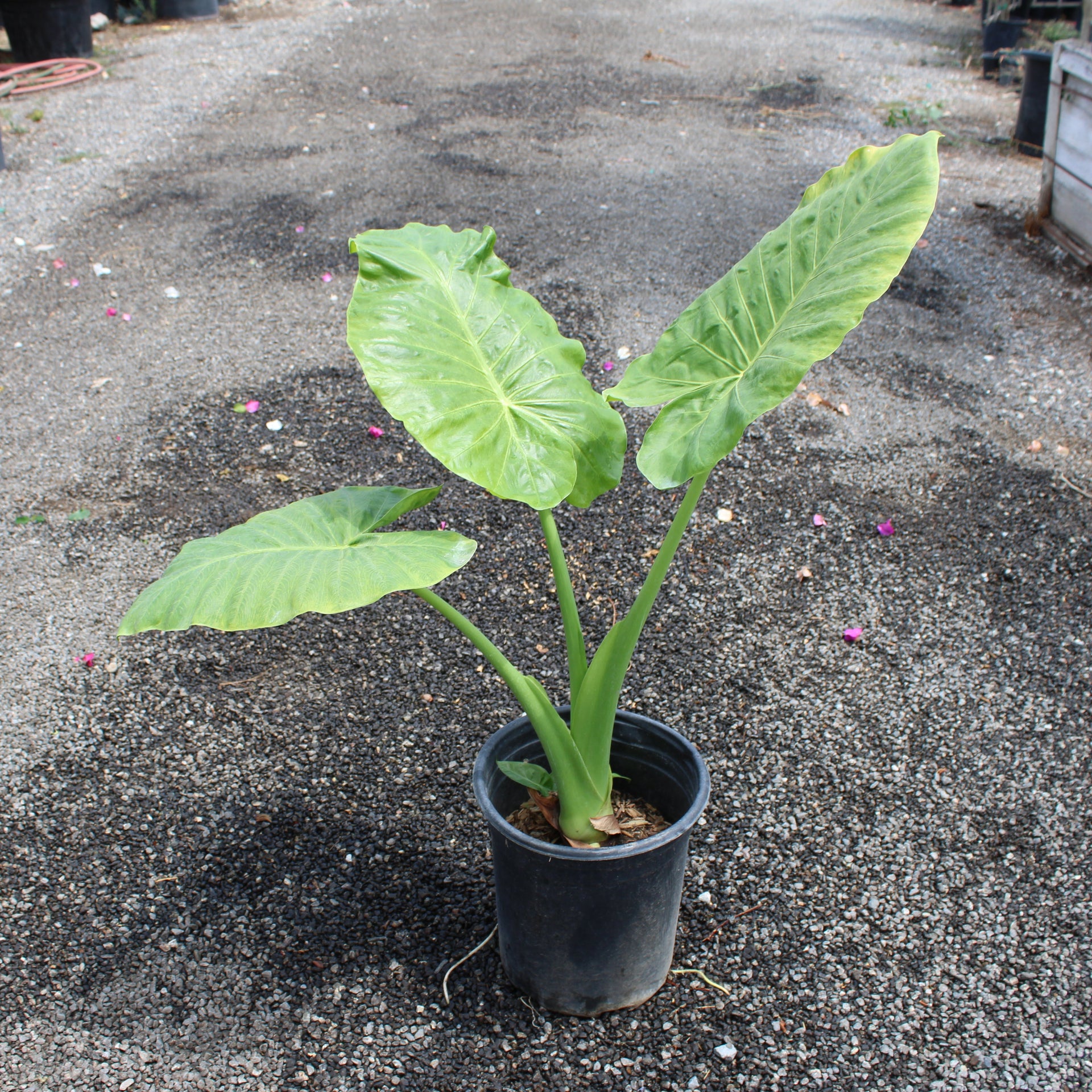 Elephant Ears (Colocasia/Alocasia)