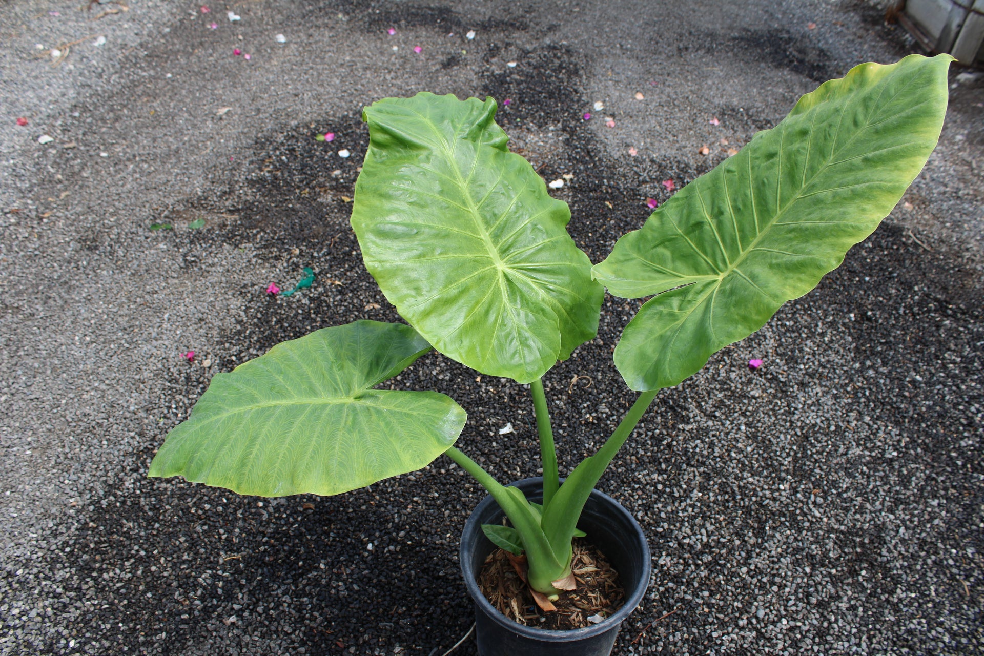 Elephant Ears (Colocasia/Alocasia)