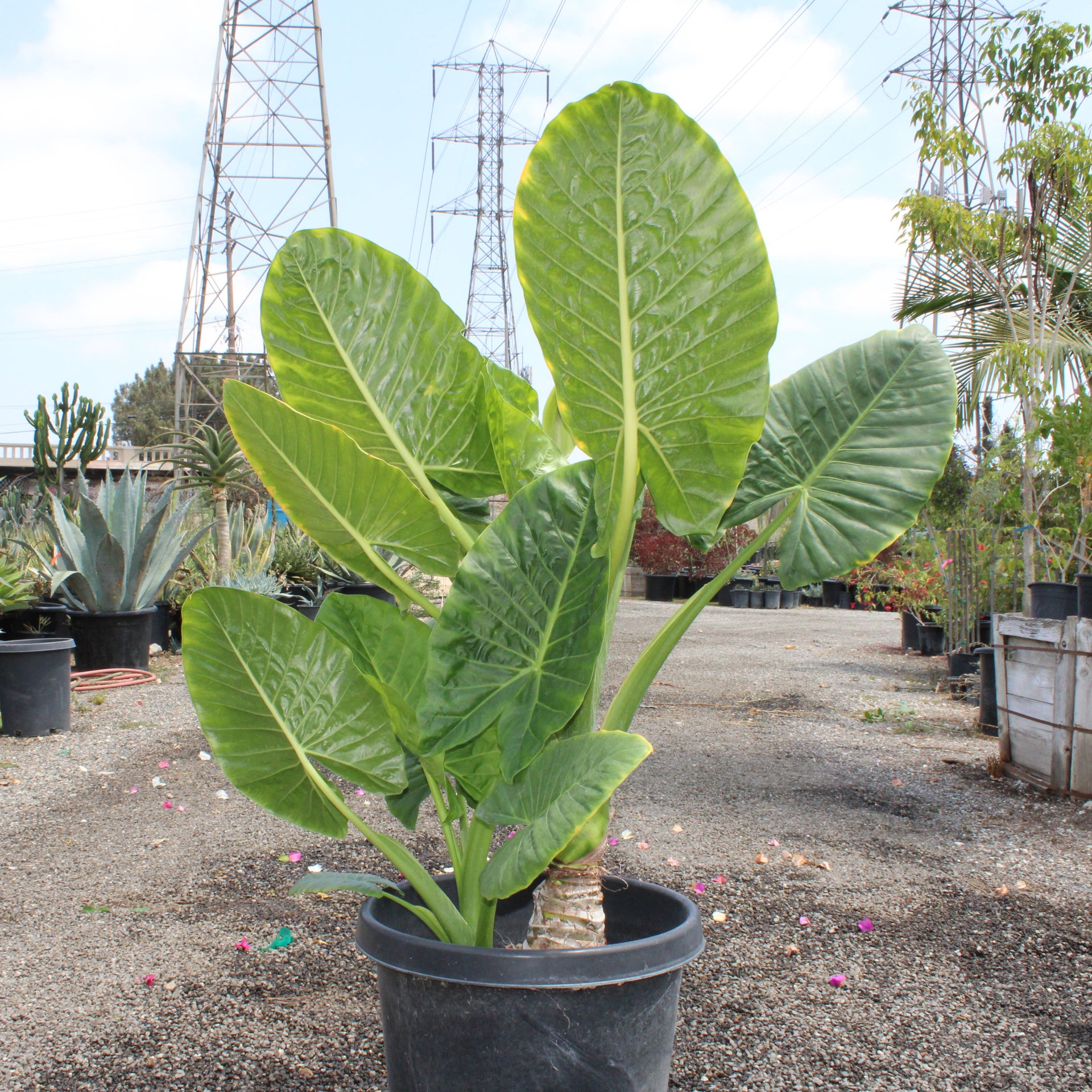 alocasia plant borneo giant elephant ear Elephant Ears (Colocasia/Alocasia)