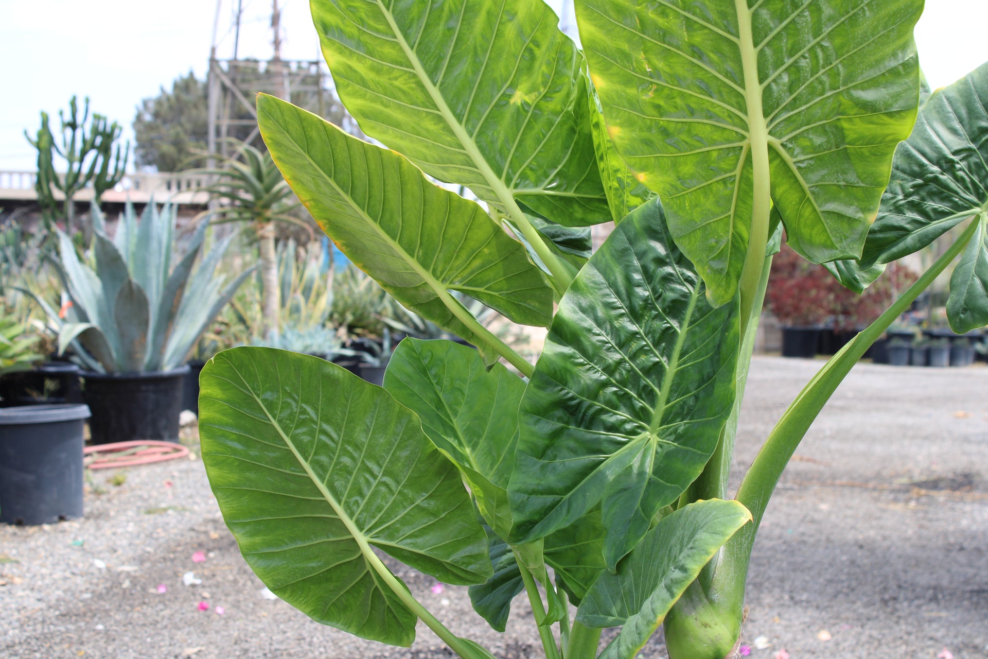 Elephant Ears (Colocasia/Alocasia)