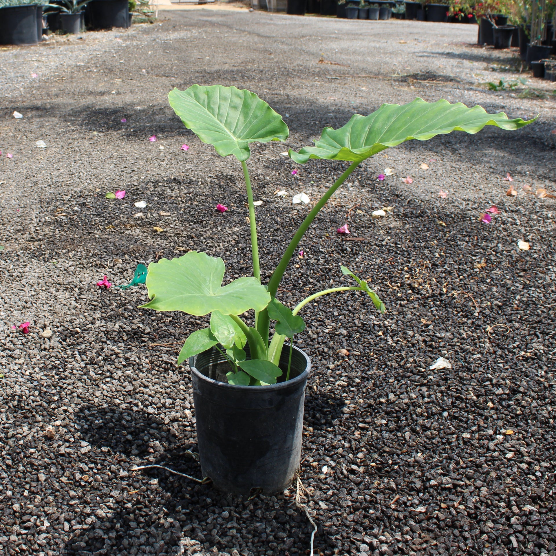 Elephant Ears (Colocasia/Alocasia)