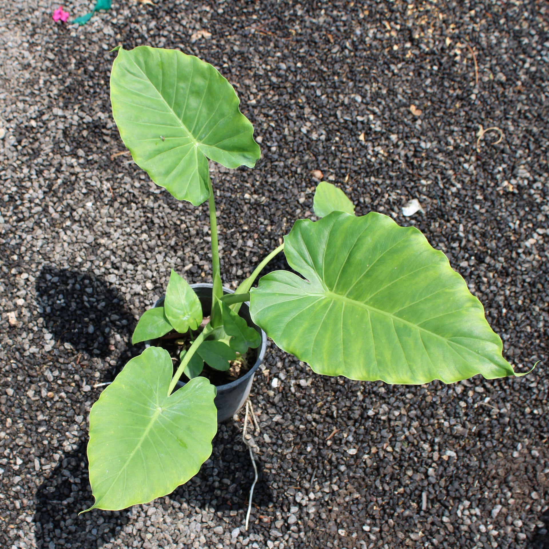 Elephant Ears (Colocasia/Alocasia)