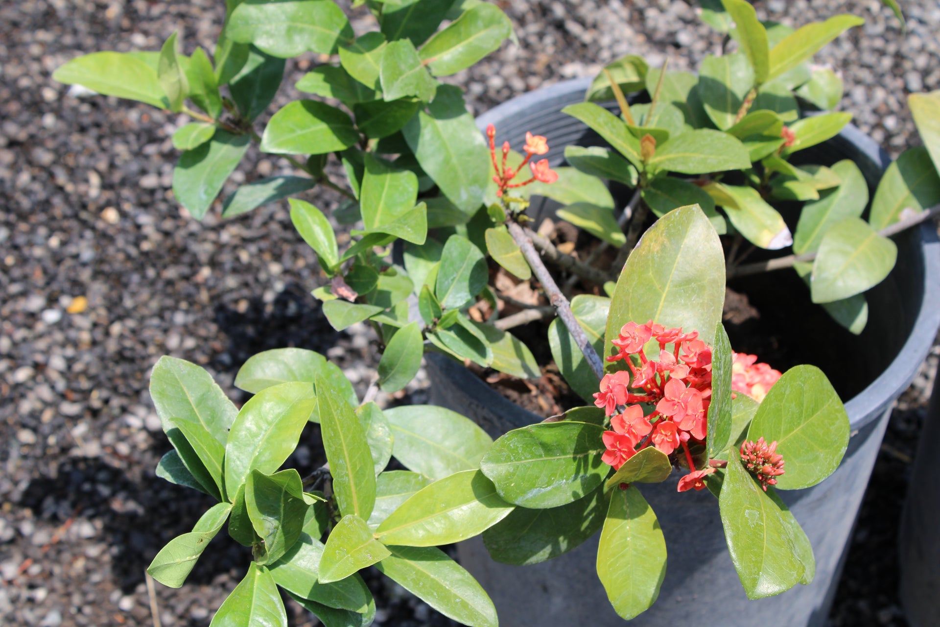 Ixora coccinea (Jungle Flame)