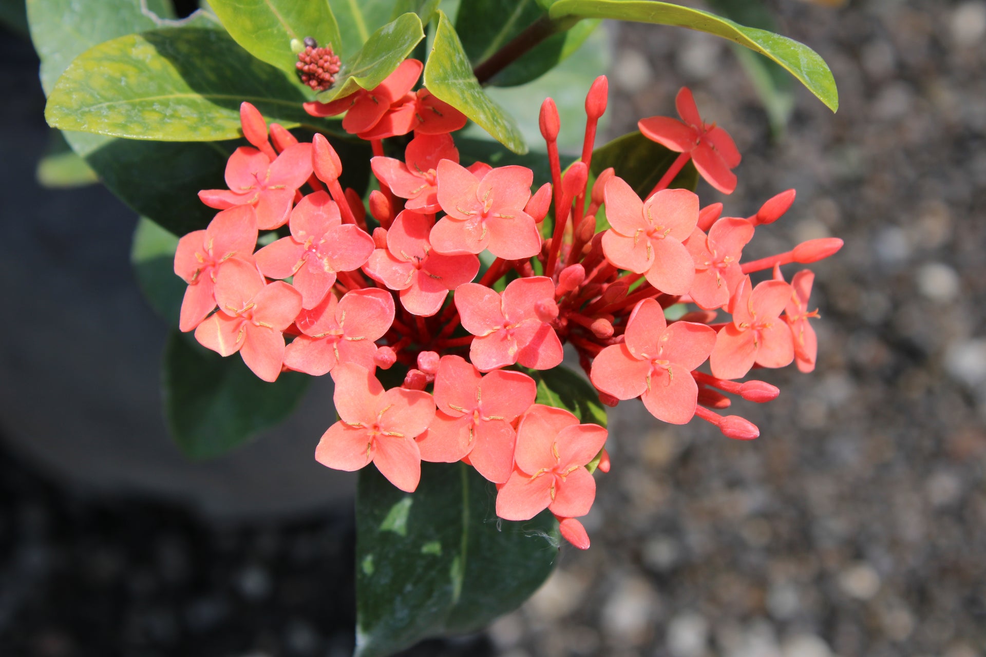 Ixora coccinea (Jungle Flame)