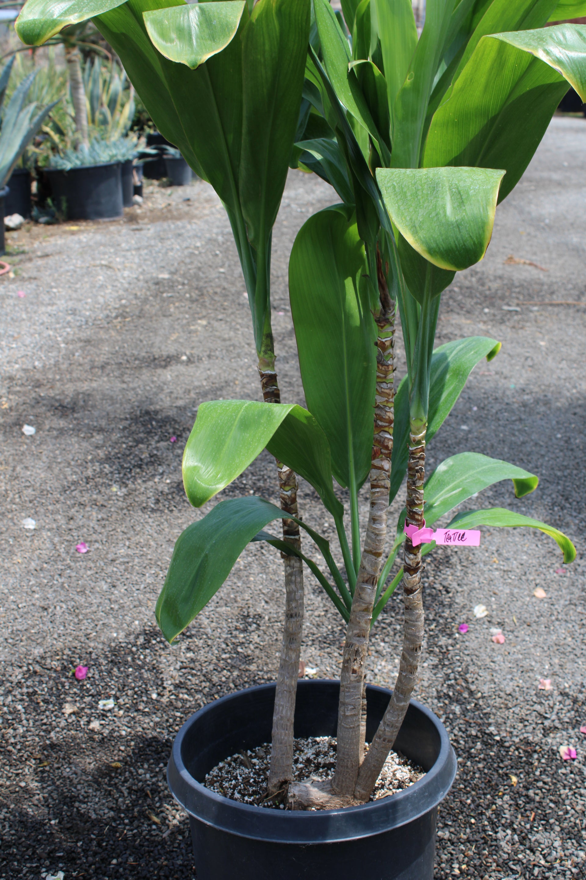 Ti Tree (Cordyline fruticosa)
