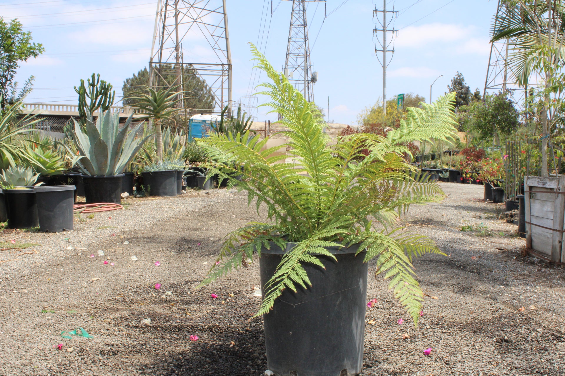 Australian Tree Fern (Cyathea cooperi)