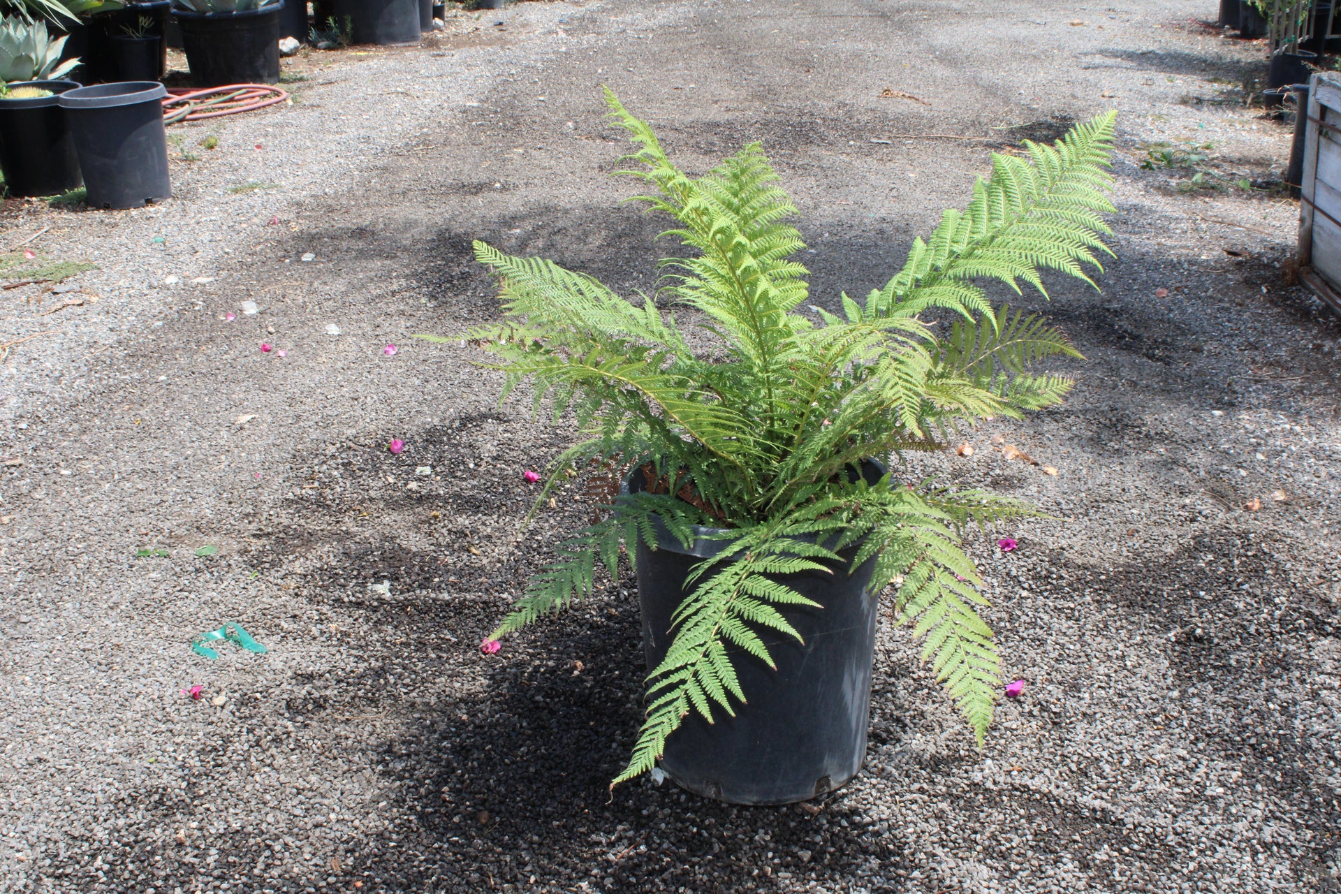 Australian Tree Fern (Cyathea cooperi)
