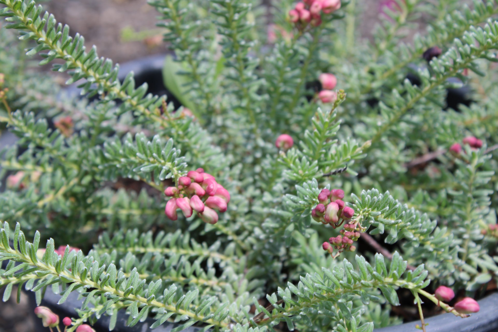 Grevillea lanigera (Woolly Grevillea)