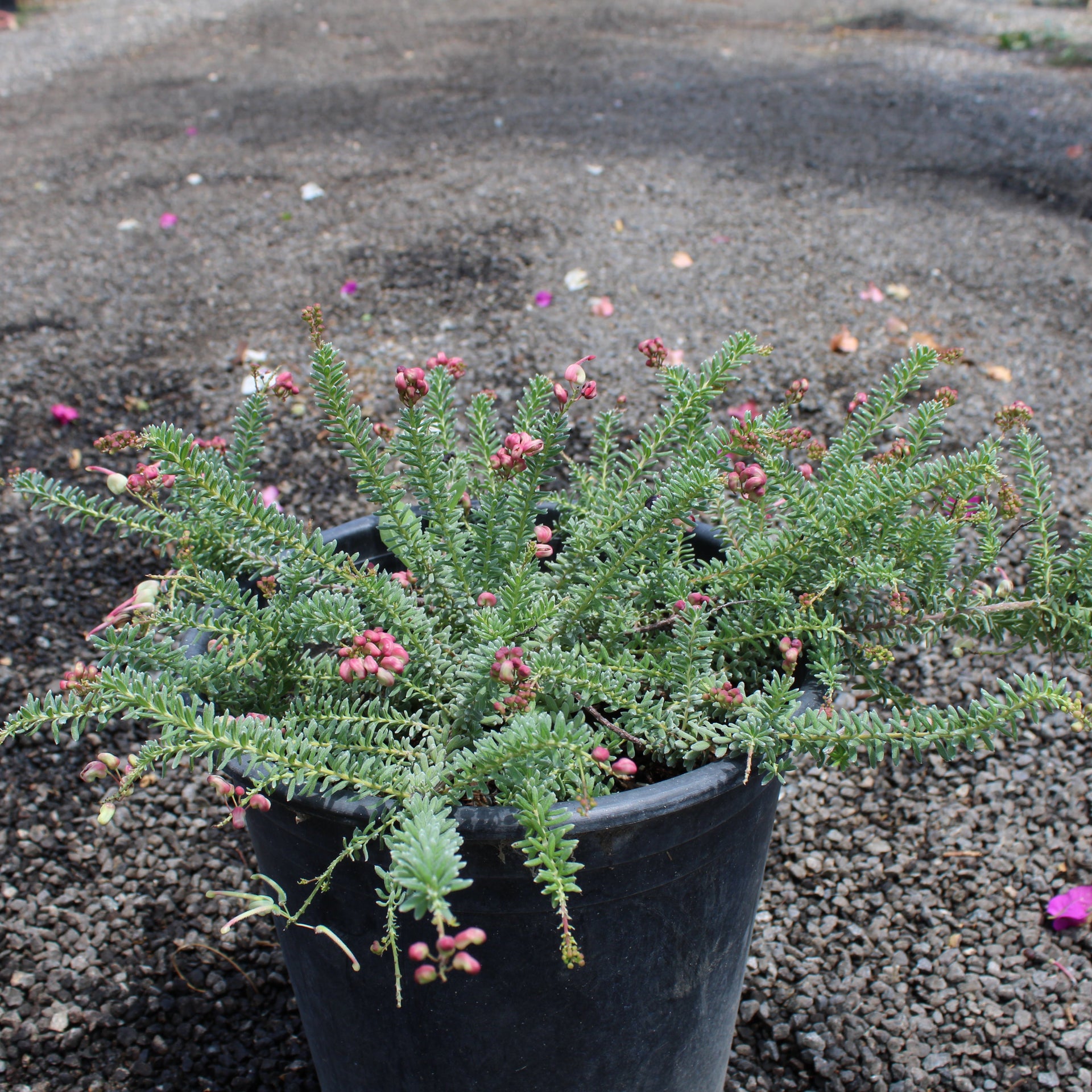 Grevillea lanigera (Woolly Grevillea)