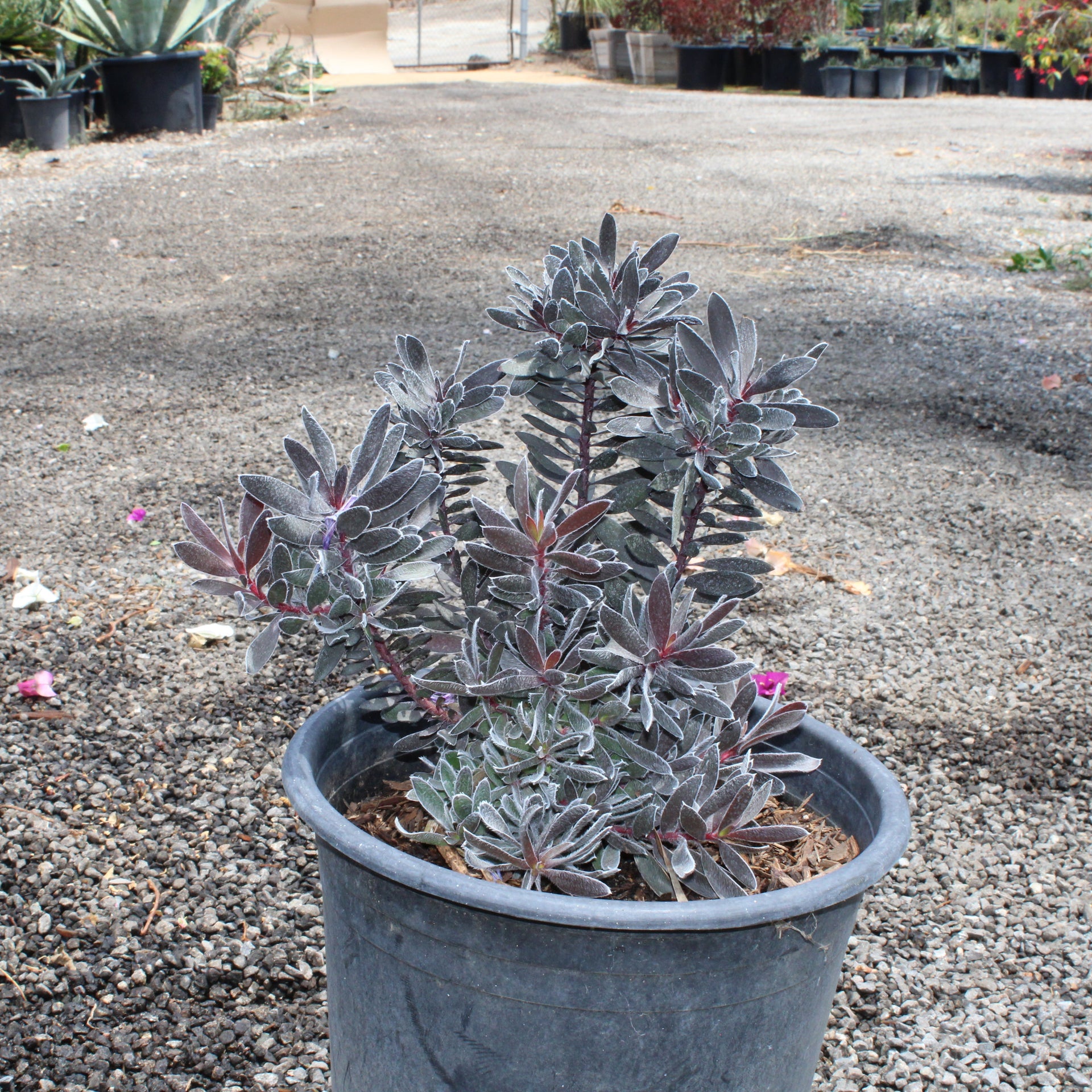 Arctostaphylos (Manzanita)