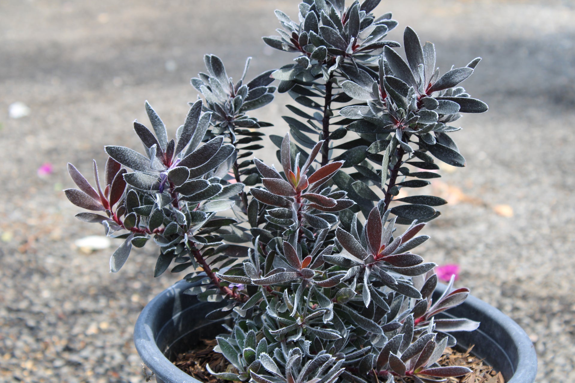 Arctostaphylos (Manzanita)