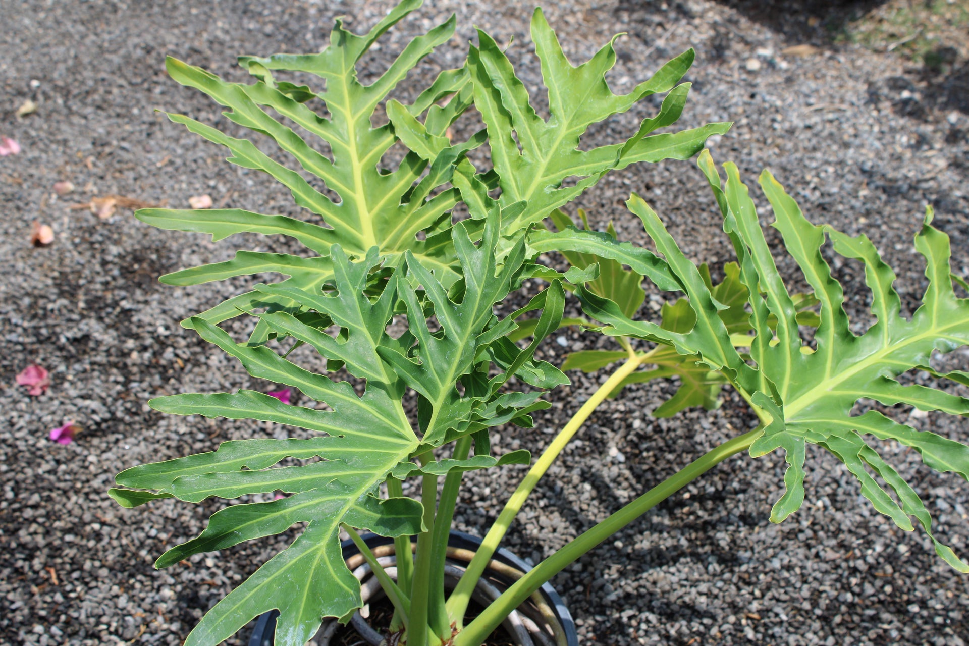 Thaumatophyllum bipinnatifidum (Philodendron Selloum)