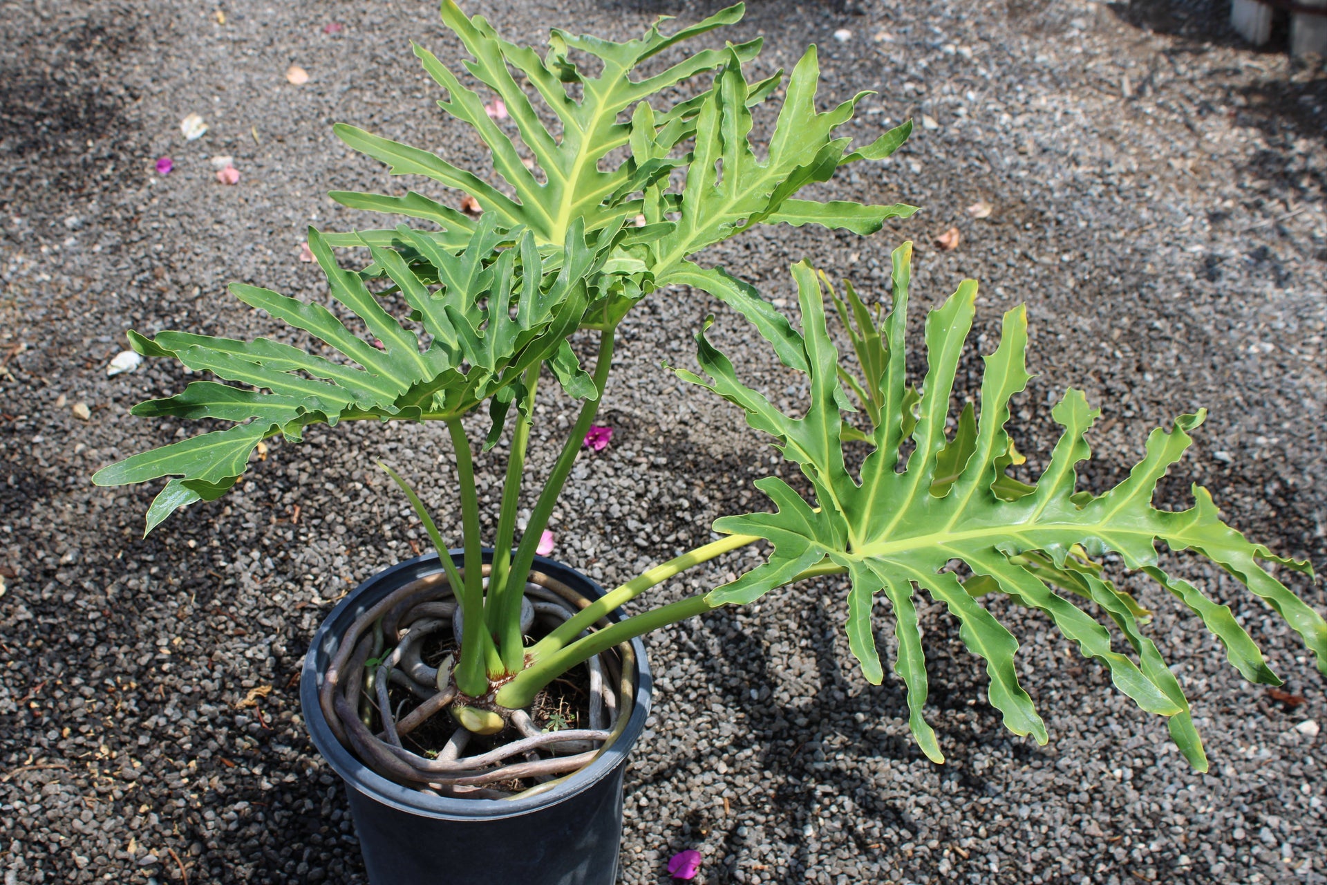 Thaumatophyllum bipinnatifidum (Philodendron Selloum)