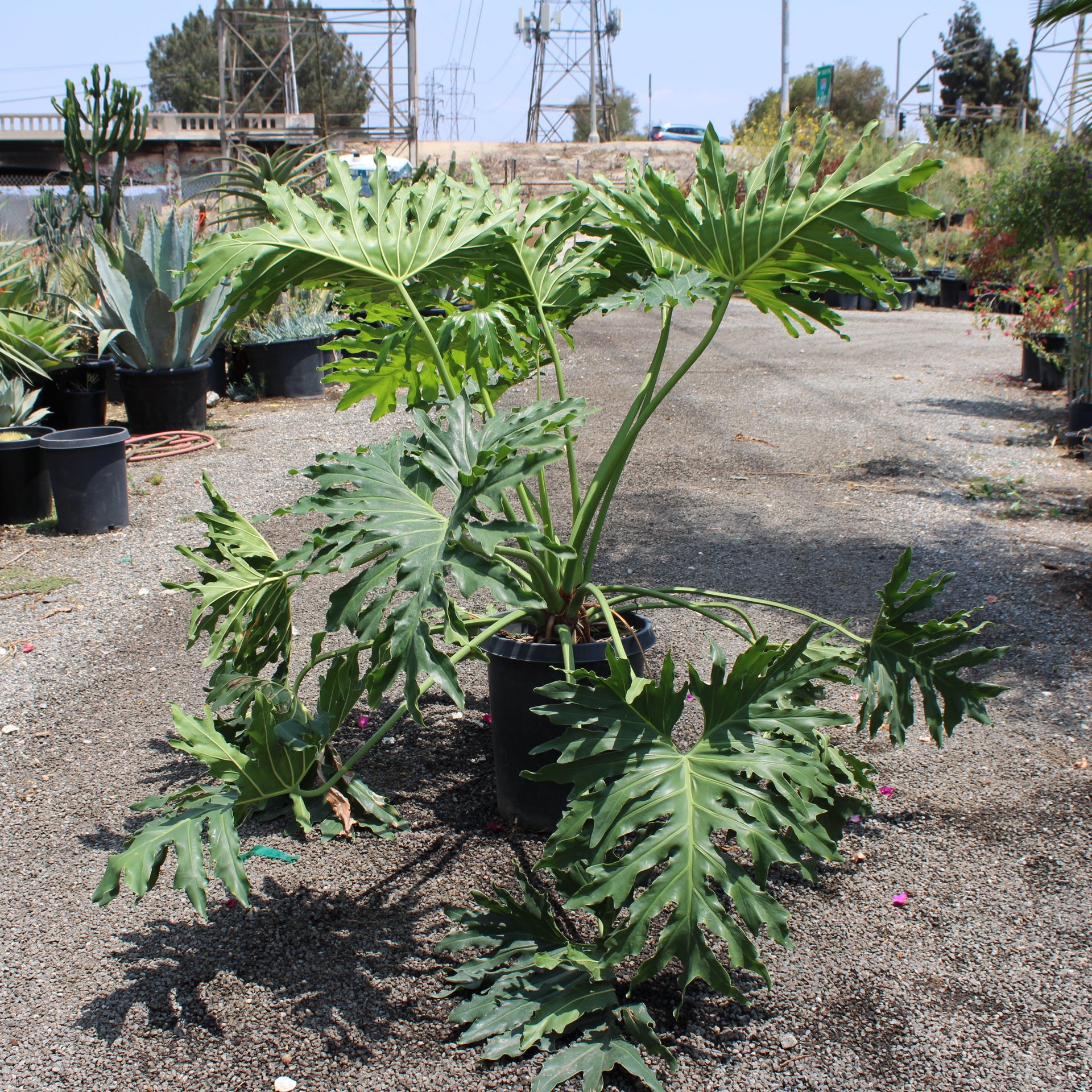Thaumatophyllum bipinnatifidum (Philodendron Selloum)