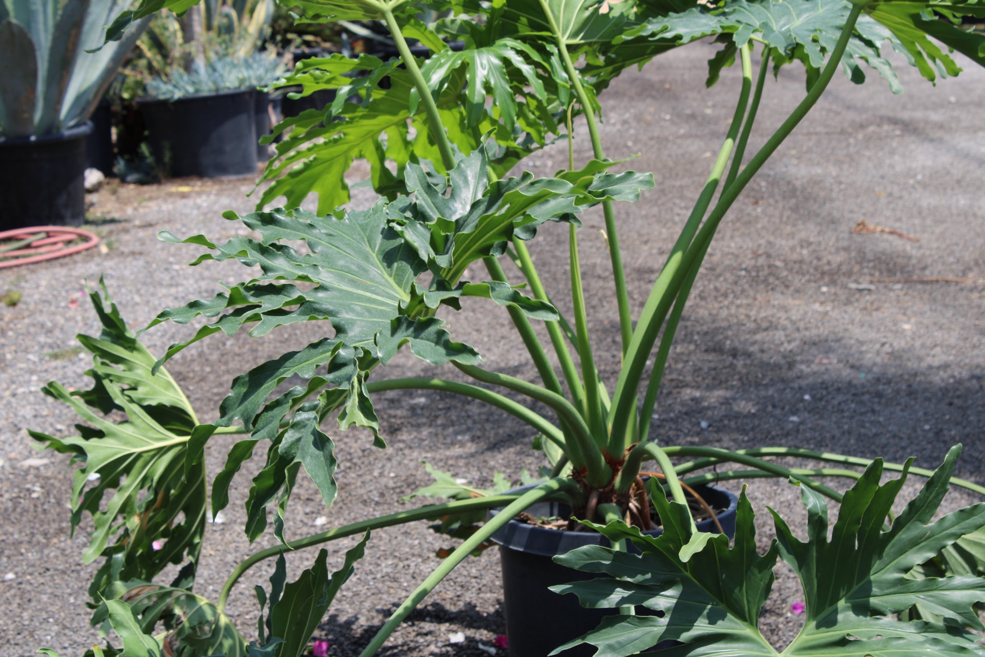 Thaumatophyllum bipinnatifidum (Philodendron Selloum)